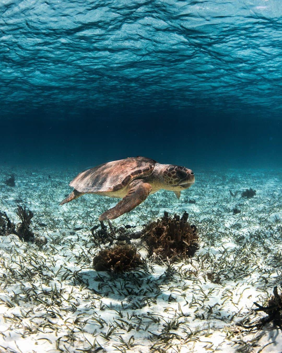 ティモシー・サイクスさんのインスタグラム写真 - (ティモシー・サイクスInstagram)「For the past few months I’ve been busy working on a new @karmagawa project called @savethereef in which our team visited and documented the coral reefs in 7 different countries because sadly roughly half of the world’s reefs have already died and the rest are expected to die by 2050 so we need to spread awareness about the urgent issue and share potential solutions to this problem before it’s too late. Most people don’t think coral reefs apply to them, but they’re wrong since reefs are crucial to the survival of marine life and it’s that marine life, not trees, that create the majority of the oxygen we breathe. So, if you like breathing and living you should care about coral reefs, go follow @savethereef and get excited for our upcoming documentary that’s premiering in mid-June! These photos by the great photographer @micahniinuma are from our Belize trip which consisted of @amirzakeri @justinkalaniburbage @lorenzo_underwater and myself staying st the fantastic @hamanasi_resort and exploring this magical place where the reefs are actually healthy due to the fact that Belize banned offshore oil drilling just over a year ago and the environment has benefitted greatly! Many people have told us to give up on the reefs and the environment and accept the world for what its become, but my mom always taught me the world is what we make of it…SO NO, WE WILL NOT GIVE UP and we will do EVERYTHING possible to get more people to realize how important this issue is as Belize is living proof that if we make even the slightest bit of changes, Mother Nature is resilient and it can regenerate so there is still hope…we just need to get our act together before it’s too damn late! #savethereef #karmagawa #jewblue #jewishaquaman」5月17日 3時32分 - timothysykes