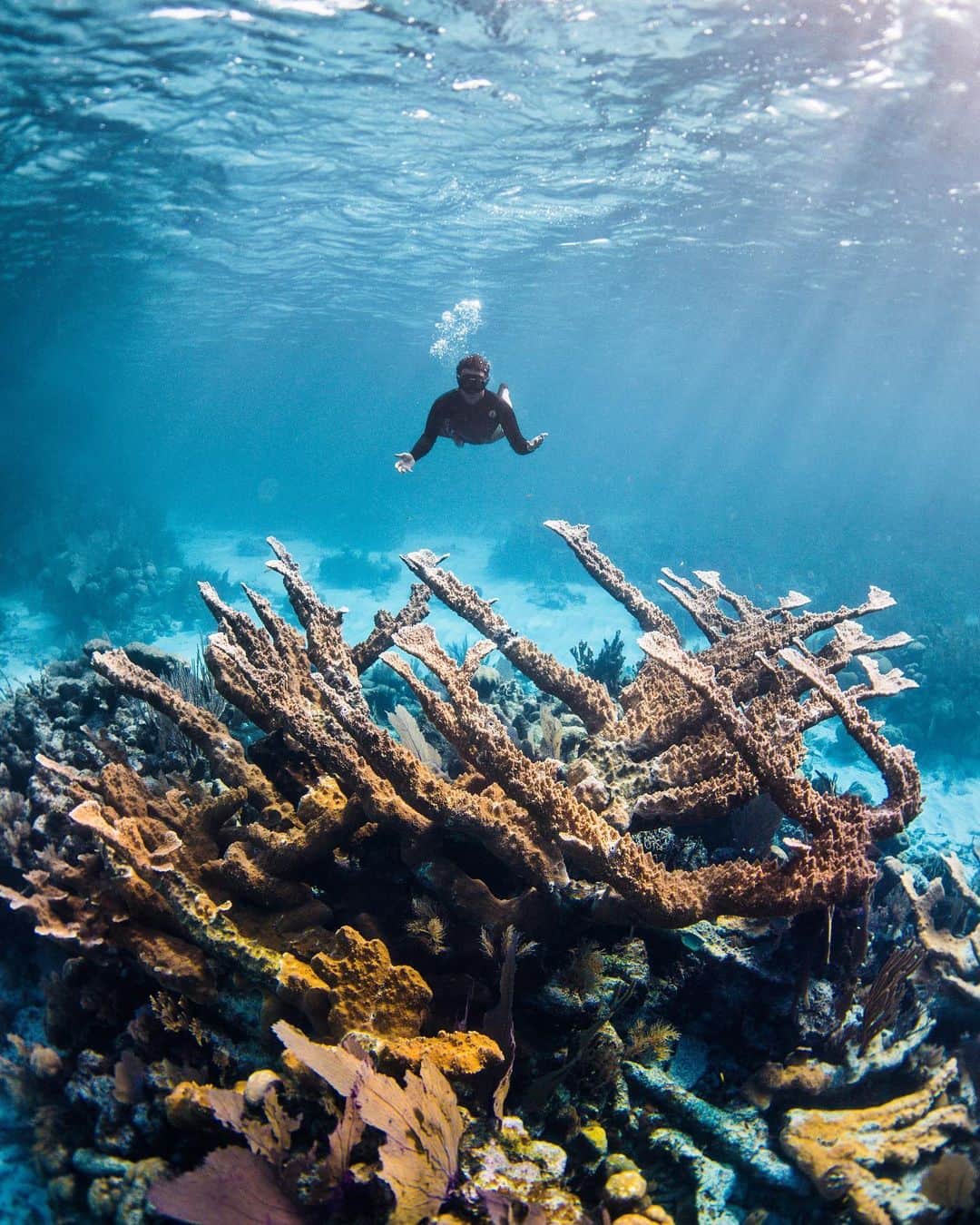 ティモシー・サイクスさんのインスタグラム写真 - (ティモシー・サイクスInstagram)「For the past few months I’ve been busy working on a new @karmagawa project called @savethereef in which our team visited and documented the coral reefs in 7 different countries because sadly roughly half of the world’s reefs have already died and the rest are expected to die by 2050 so we need to spread awareness about the urgent issue and share potential solutions to this problem before it’s too late. Most people don’t think coral reefs apply to them, but they’re wrong since reefs are crucial to the survival of marine life and it’s that marine life, not trees, that create the majority of the oxygen we breathe. So, if you like breathing and living you should care about coral reefs, go follow @savethereef and get excited for our upcoming documentary that’s premiering in mid-June! These photos by the great photographer @micahniinuma are from our Belize trip which consisted of @amirzakeri @justinkalaniburbage @lorenzo_underwater and myself staying st the fantastic @hamanasi_resort and exploring this magical place where the reefs are actually healthy due to the fact that Belize banned offshore oil drilling just over a year ago and the environment has benefitted greatly! Many people have told us to give up on the reefs and the environment and accept the world for what its become, but my mom always taught me the world is what we make of it…SO NO, WE WILL NOT GIVE UP and we will do EVERYTHING possible to get more people to realize how important this issue is as Belize is living proof that if we make even the slightest bit of changes, Mother Nature is resilient and it can regenerate so there is still hope…we just need to get our act together before it’s too damn late! #savethereef #karmagawa #jewblue #jewishaquaman」5月17日 3時32分 - timothysykes