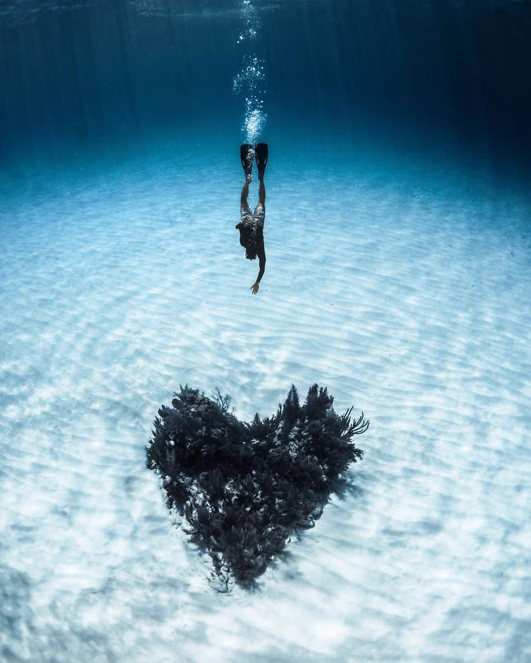 ティモシー・サイクスのインスタグラム：「For the past few months I’ve been busy working on a new @karmagawa project called @savethereef in which our team visited and documented the coral reefs in 7 different countries because sadly roughly half of the world’s reefs have already died and the rest are expected to die by 2050 so we need to spread awareness about the urgent issue and share potential solutions to this problem before it’s too late. Most people don’t think coral reefs apply to them, but they’re wrong since reefs are crucial to the survival of marine life and it’s that marine life, not trees, that create the majority of the oxygen we breathe. So, if you like breathing and living you should care about coral reefs, go follow @savethereef and get excited for our upcoming documentary that’s premiering in mid-June! These photos by the great photographer @micahniinuma are from our Belize trip which consisted of @amirzakeri @justinkalaniburbage @lorenzo_underwater and myself staying st the fantastic @hamanasi_resort and exploring this magical place where the reefs are actually healthy due to the fact that Belize banned offshore oil drilling just over a year ago and the environment has benefitted greatly! Many people have told us to give up on the reefs and the environment and accept the world for what its become, but my mom always taught me the world is what we make of it…SO NO, WE WILL NOT GIVE UP and we will do EVERYTHING possible to get more people to realize how important this issue is as Belize is living proof that if we make even the slightest bit of changes, Mother Nature is resilient and it can regenerate so there is still hope…we just need to get our act together before it’s too damn late! #savethereef #karmagawa #jewblue #jewishaquaman」