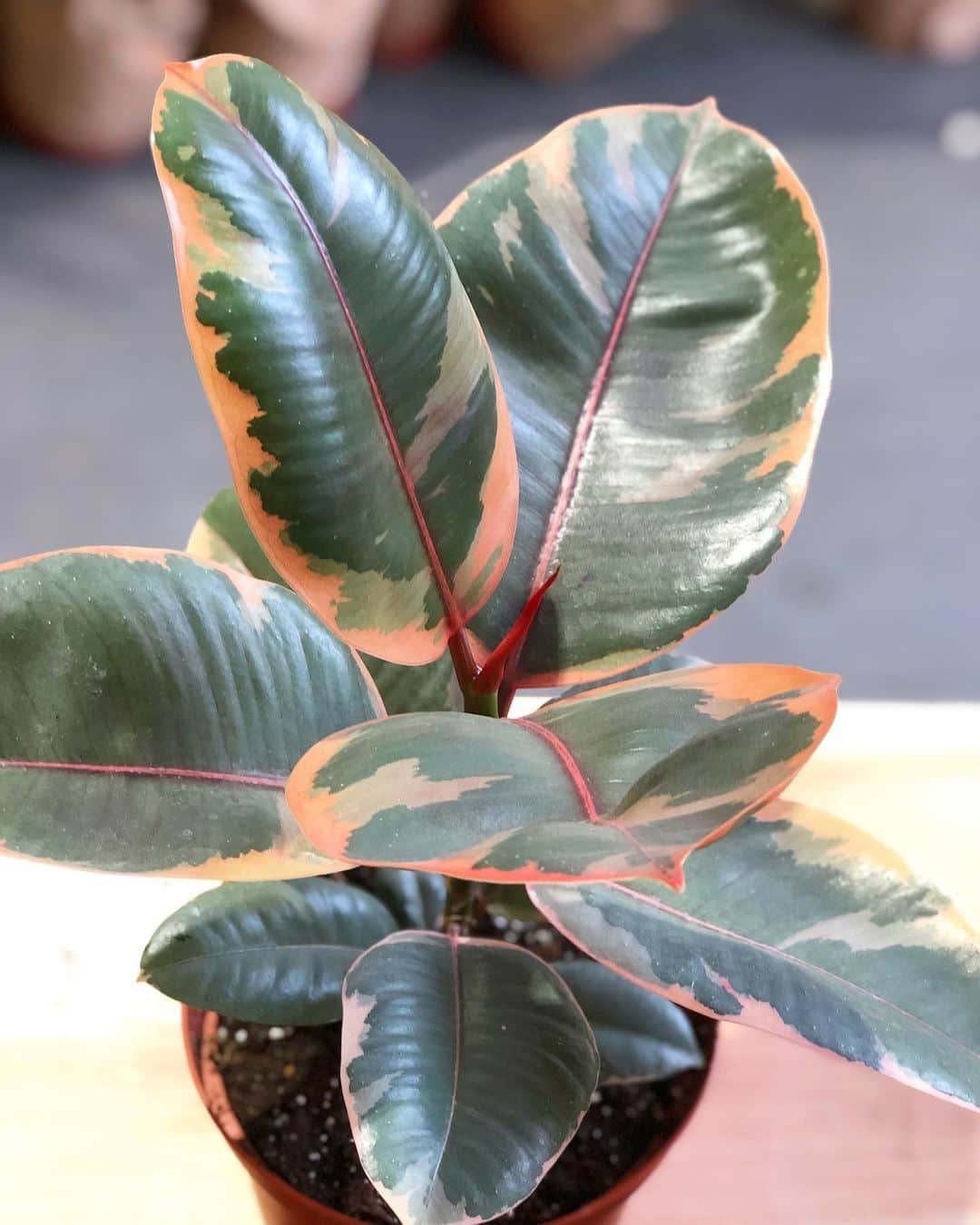 The Louunさんのインスタグラム写真 - (The LouunInstagram)「Ruby Ficus elastica #rubbertree #rubyficus Shop now: www.benefitplants.com」5月17日 3時43分 - shoplouun