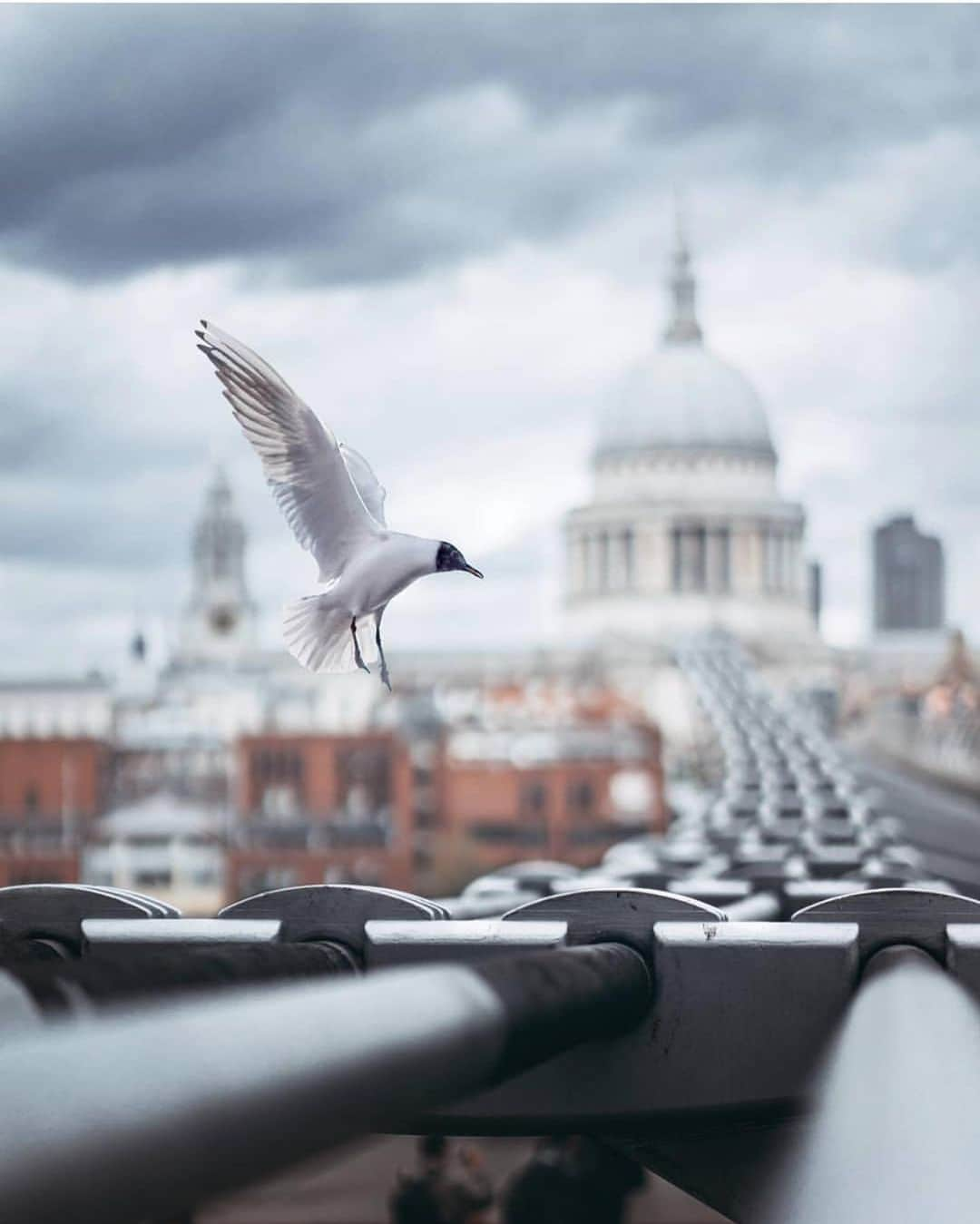 @LONDON | TAG #THISISLONDONさんのインスタグラム写真 - (@LONDON | TAG #THISISLONDONInstagram)「Wonderful 🦅 capture from @theliamman on #MillenniumBridge as featured in #HarryPotter 🔮 The beautiful #StPauls is in the background. Love it! 🙏🏼 // 🇬🇧❤️🇬🇧 #thisislondon」5月17日 4時06分 - london