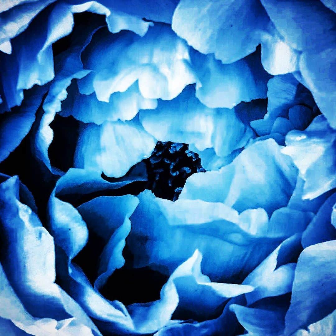 江田由紀浩さんのインスタグラム写真 - (江田由紀浩Instagram)「花。青い。 #花  #青」5月17日 4時11分 - eda_yukihiro