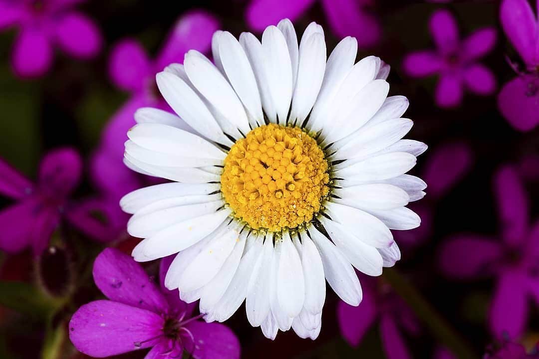 Ricoh Imagingさんのインスタグラム写真 - (Ricoh ImagingInstagram)「Beautiful #macrophotography captured by our #teampentax fan @federicocalvani using his #pentaxk1mkii.」5月17日 4時28分 - ricohpentax
