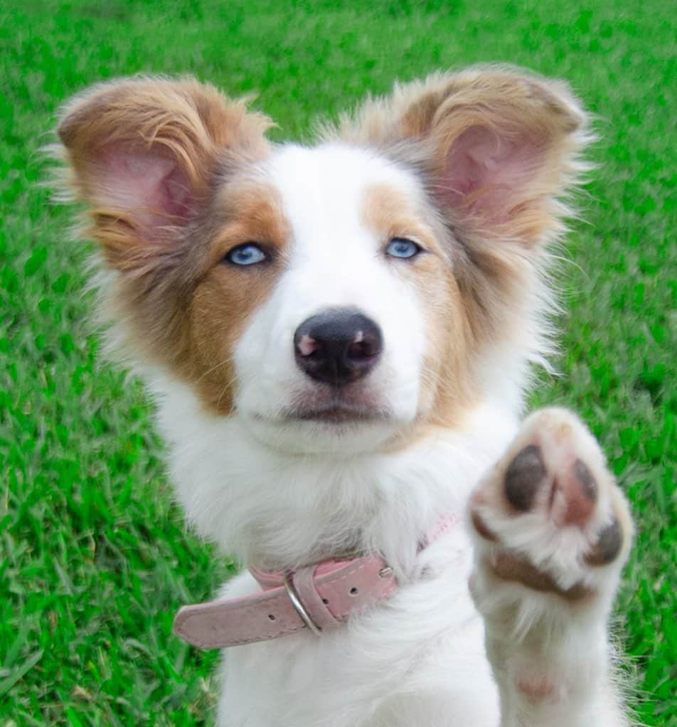 Jazzy Cooper Fostersさんのインスタグラム写真 - (Jazzy Cooper FostersInstagram)「Today’s puppy trick: High beans 🐾 Grin was optional. 😏  Second pic: Look how fluffy and enormous BB’s ears used to be! 😍  And of course, there is my Jazzy and her pretty senior beans. 💝💝💝」5月17日 5時02分 - bordernerd