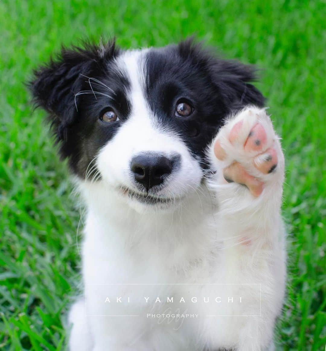 Jazzy Cooper Fostersさんのインスタグラム写真 - (Jazzy Cooper FostersInstagram)「Today’s puppy trick: High beans 🐾 Grin was optional. 😏  Second pic: Look how fluffy and enormous BB’s ears used to be! 😍  And of course, there is my Jazzy and her pretty senior beans. 💝💝💝」5月17日 5時02分 - bordernerd