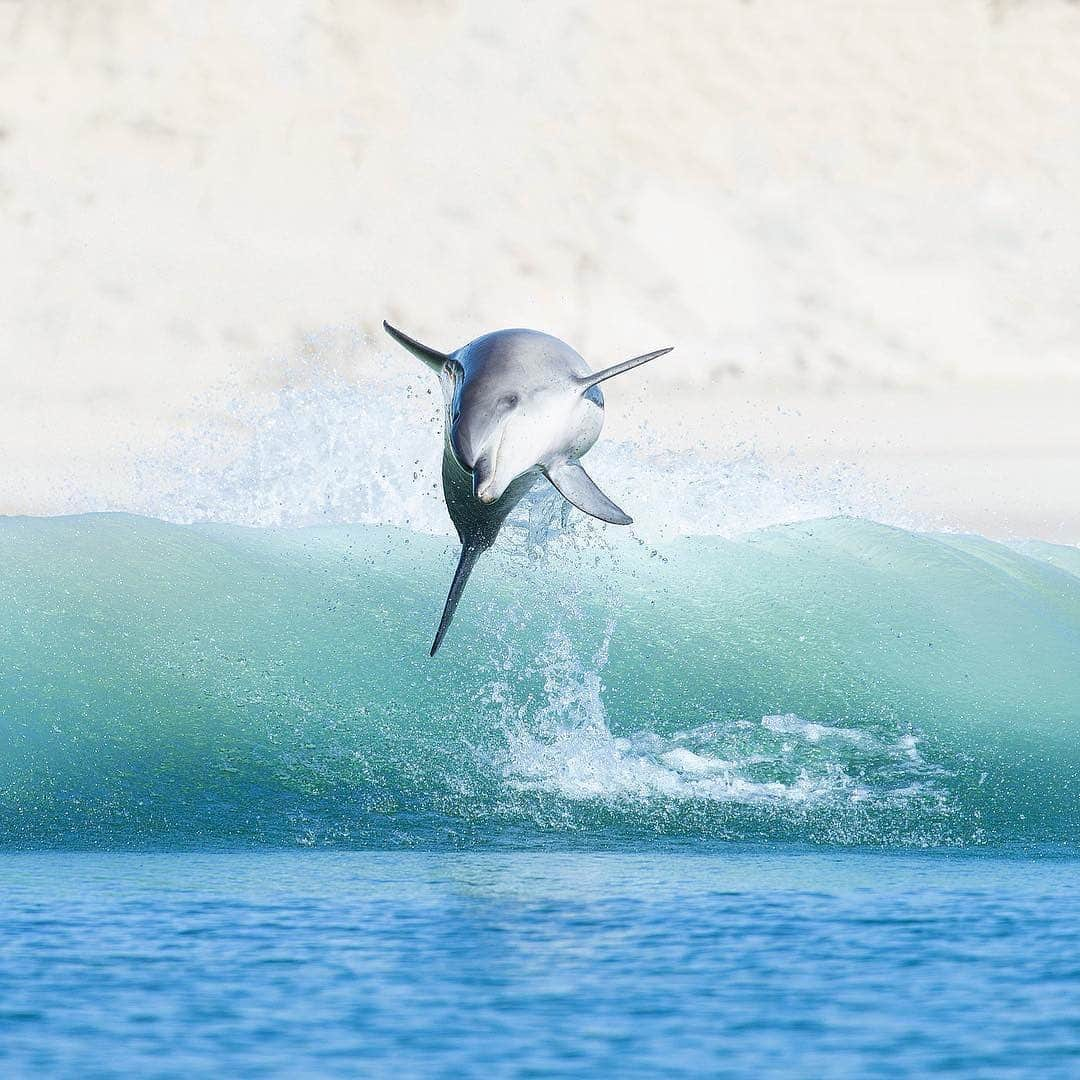 Australiaさんのインスタグラム写真 - (AustraliaInstagram)「That Friday feeling! 🐬@craigparryphotography spotted this rather happy #dolphin at #ByronBay; and who wouldn’t be when you’re in this stunning part of @visitnsw? This coastal town’s chilled out vibes, sandy beaches and lovely water conditions don’t only appeal to human swimmers and surfers, they also make the perfect habitat for over 300 dolphins. Book a guided kayak tour with @cape_byron_kayaks or @goseakayakbyronbay for a nice paddle and a good chance of spotting some of the local dolphins and sea turtles. Join one of their tours during whale season (May to November) and you never know, you might even be able to spot a few gentle giants along the way too.  #seeaustralia #newsouthwales #wildlifephotography #travel」5月17日 5時48分 - australia