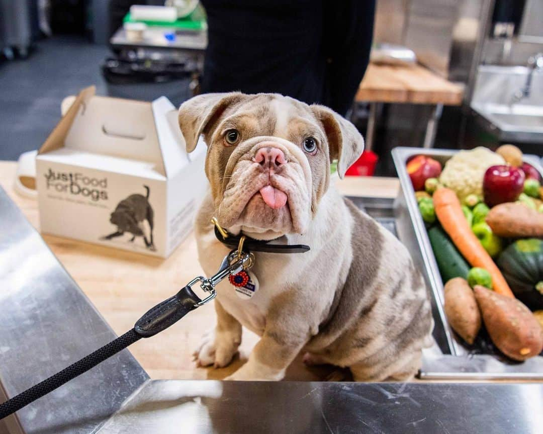 The Dogistさんのインスタグラム写真 - (The DogistInstagram)「Charlie & Paolo, English Bulldog & Italian Greyhound, @JustFoodForDogs Union Square Kitchen, New York, NY #ad • Join me at the kitchen Grand Opening this Sunday, May 19 from 12:00pm - 5:00pm during Adoptapalooza – I’ll be there snapping pics, so swing by for a chance to be featured on our Instagram! JustFoodForDogs will be providing samples of their human-grade, fresh food for dogs and doing live cooking demos at Adoptapalooza. Follow the path from Union Square Park to the JFFD kitchen inside Petco Union Square at 860 Broadway for 30% off JFFD products on Sunday!」5月17日 6時07分 - thedogist