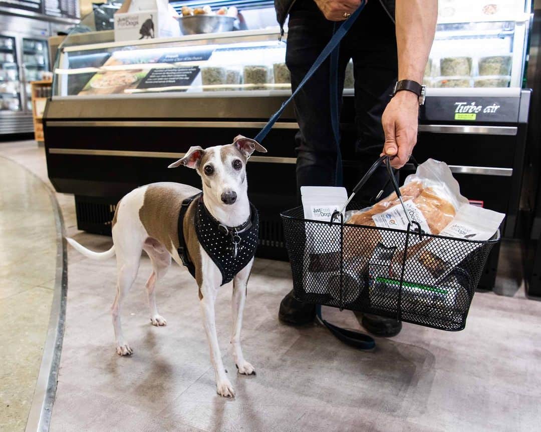 The Dogistさんのインスタグラム写真 - (The DogistInstagram)「Charlie & Paolo, English Bulldog & Italian Greyhound, @JustFoodForDogs Union Square Kitchen, New York, NY #ad • Join me at the kitchen Grand Opening this Sunday, May 19 from 12:00pm - 5:00pm during Adoptapalooza – I’ll be there snapping pics, so swing by for a chance to be featured on our Instagram! JustFoodForDogs will be providing samples of their human-grade, fresh food for dogs and doing live cooking demos at Adoptapalooza. Follow the path from Union Square Park to the JFFD kitchen inside Petco Union Square at 860 Broadway for 30% off JFFD products on Sunday!」5月17日 6時07分 - thedogist