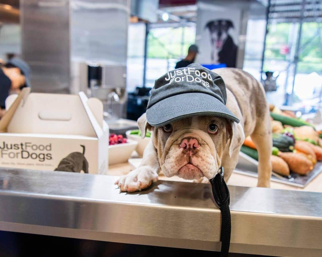 The Dogistさんのインスタグラム写真 - (The DogistInstagram)「Charlie & Paolo, English Bulldog & Italian Greyhound, @JustFoodForDogs Union Square Kitchen, New York, NY #ad • Join me at the kitchen Grand Opening this Sunday, May 19 from 12:00pm - 5:00pm during Adoptapalooza – I’ll be there snapping pics, so swing by for a chance to be featured on our Instagram! JustFoodForDogs will be providing samples of their human-grade, fresh food for dogs and doing live cooking demos at Adoptapalooza. Follow the path from Union Square Park to the JFFD kitchen inside Petco Union Square at 860 Broadway for 30% off JFFD products on Sunday!」5月17日 6時07分 - thedogist