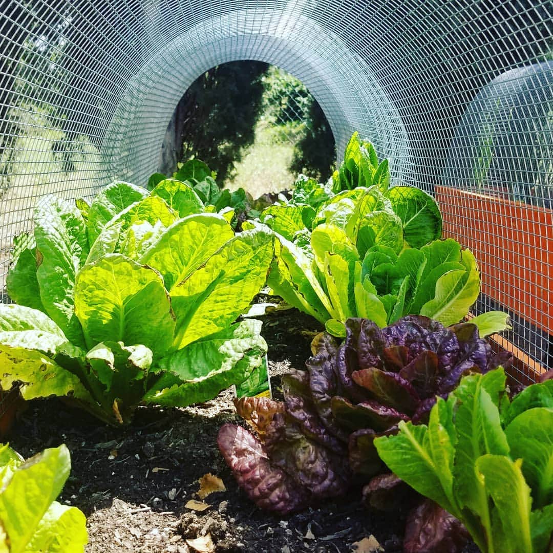 ガソリングラマーさんのインスタグラム写真 - (ガソリングラマーInstagram)「The lettuce garden is doing pretty good #LETTUCE #ORGANIC #ORGANICGARDEN #GASOLINEGARDEN #ILOVEGARDENS #GARDENSRULE #GARDENCHURCH #GARDENPARTY #GARDENMAGIC #AVANTGARDEN #GARDENS #GARDENGANGSTER #garden #gardenlife #GARDENER #gardentime #GARDENING #CACTUSFLOWER #VEGETABLEGARDEN #VEGETABLES #FLOWERS #FLOWERPOWER #plants #CACTUS #SUCCULENTS #SUCCULENTSRULE #LETTUCE  #AYEARINFLOWERS  #shadowhills  #THANKYOU 😬😬😬 @gasolineglamour  #GASOLINEGLAMOUR」5月17日 6時15分 - gasolineglamour