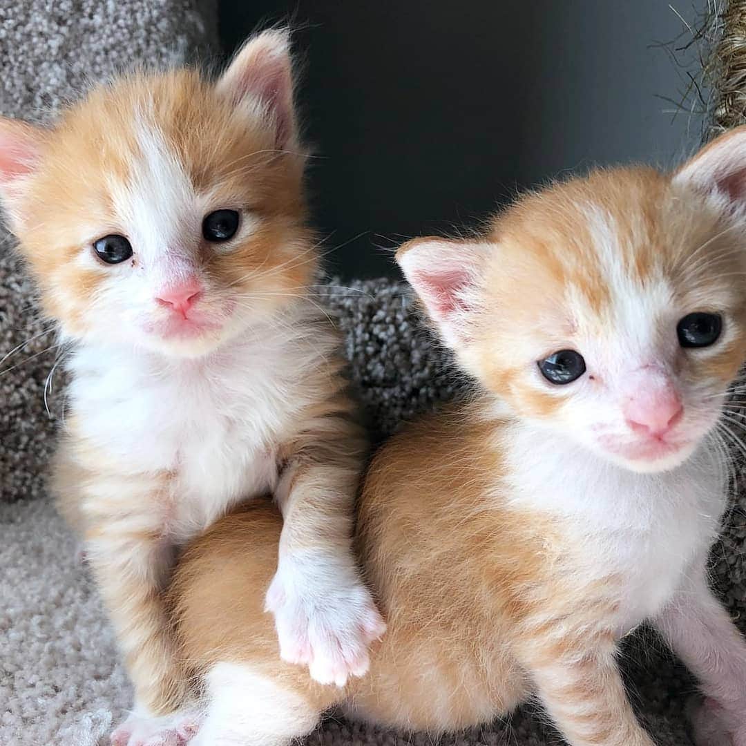CatStockerのインスタグラム：「Hello! #catstocker is here!  Follow our FURRriend @fur.everlove  Scroll right for more pictures 👉 . . . . . . #cat #neko #mačka #chat #kočka #котка #kotek #kot #кіт #mače #кошка #кот #katze #gato #gatto  #子猫 #kattunge #猫 #고양이 #貓 #kedi #köttur #kissanpentu #חתול #кішка #고양이새끼 #chaton #kitty #cats」