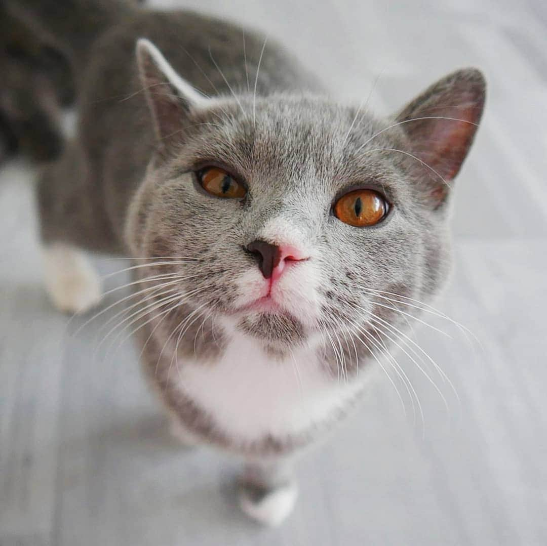 CatStockerさんのインスタグラム写真 - (CatStockerInstagram)「Hello! #catstocker is here!  Follow our FURRriend @adventuresofbritish  Scroll right for more pictures 👉 . . . . . . #cat #neko #mačka #chat #kočka #котка #kotek #kot #кіт #mače #кошка #кот #katze #gato #gatto #kissa #子猫 #猫 #고양이 #貓 #kedi #köttur #kissanpentu #חתול #кішка #kittens #小猫 #kätzchen #котята」5月17日 7時02分 - catstocker