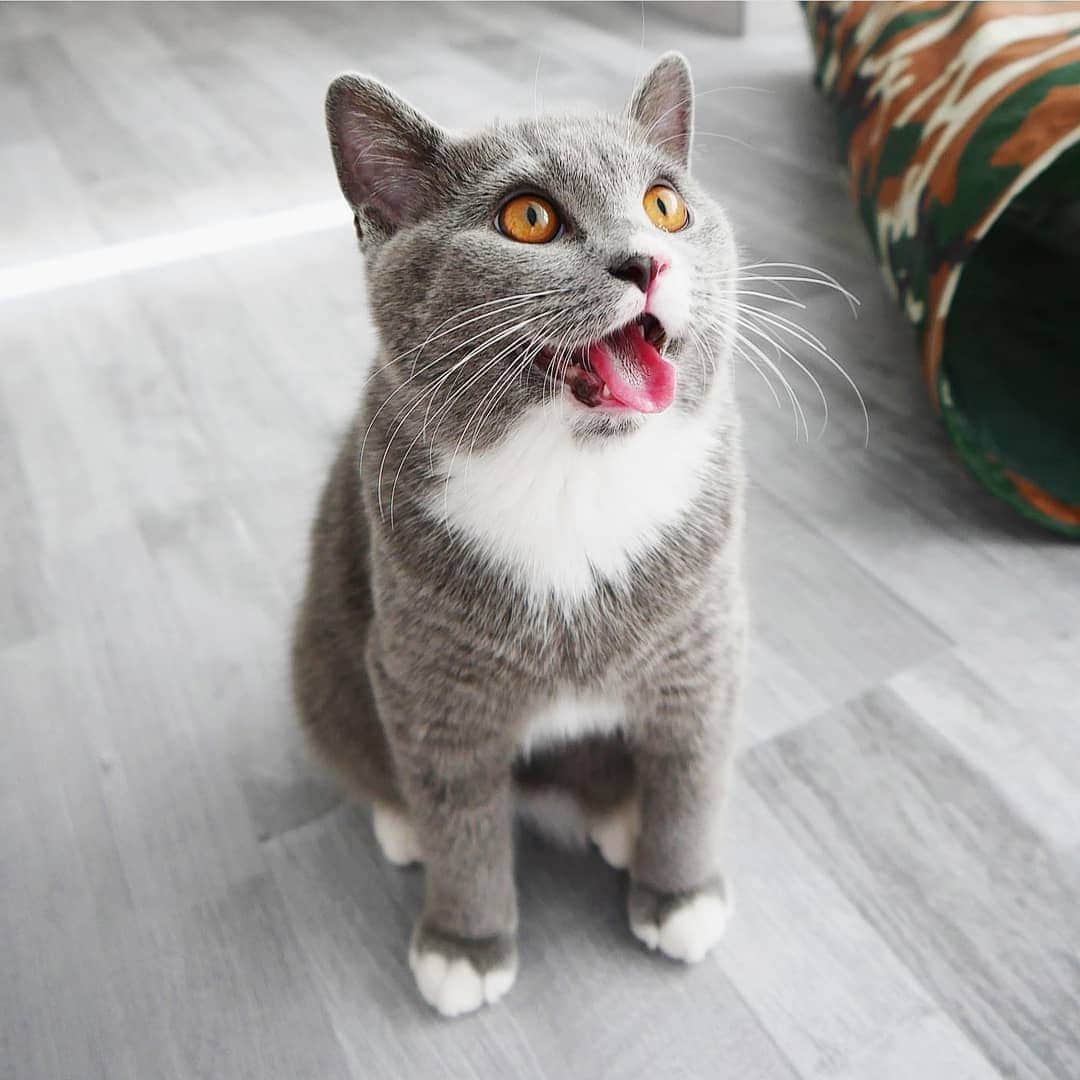 CatStockerさんのインスタグラム写真 - (CatStockerInstagram)「Hello! #catstocker is here!  Follow our FURRriend @adventuresofbritish  Scroll right for more pictures 👉 . . . . . . #cat #neko #mačka #chat #kočka #котка #kotek #kot #кіт #mače #кошка #кот #katze #gato #gatto #kissa #子猫 #猫 #고양이 #貓 #kedi #köttur #kissanpentu #חתול #кішка #kittens #小猫 #kätzchen #котята」5月17日 7時02分 - catstocker