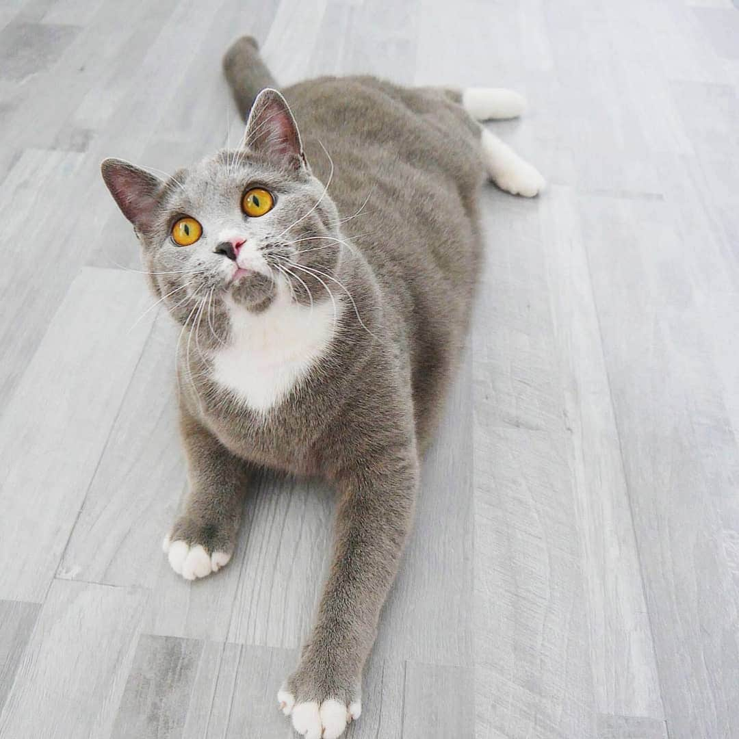 CatStockerさんのインスタグラム写真 - (CatStockerInstagram)「Hello! #catstocker is here!  Follow our FURRriend @adventuresofbritish  Scroll right for more pictures 👉 . . . . . . #cat #neko #mačka #chat #kočka #котка #kotek #kot #кіт #mače #кошка #кот #katze #gato #gatto #kissa #子猫 #猫 #고양이 #貓 #kedi #köttur #kissanpentu #חתול #кішка #kittens #小猫 #kätzchen #котята」5月17日 7時02分 - catstocker