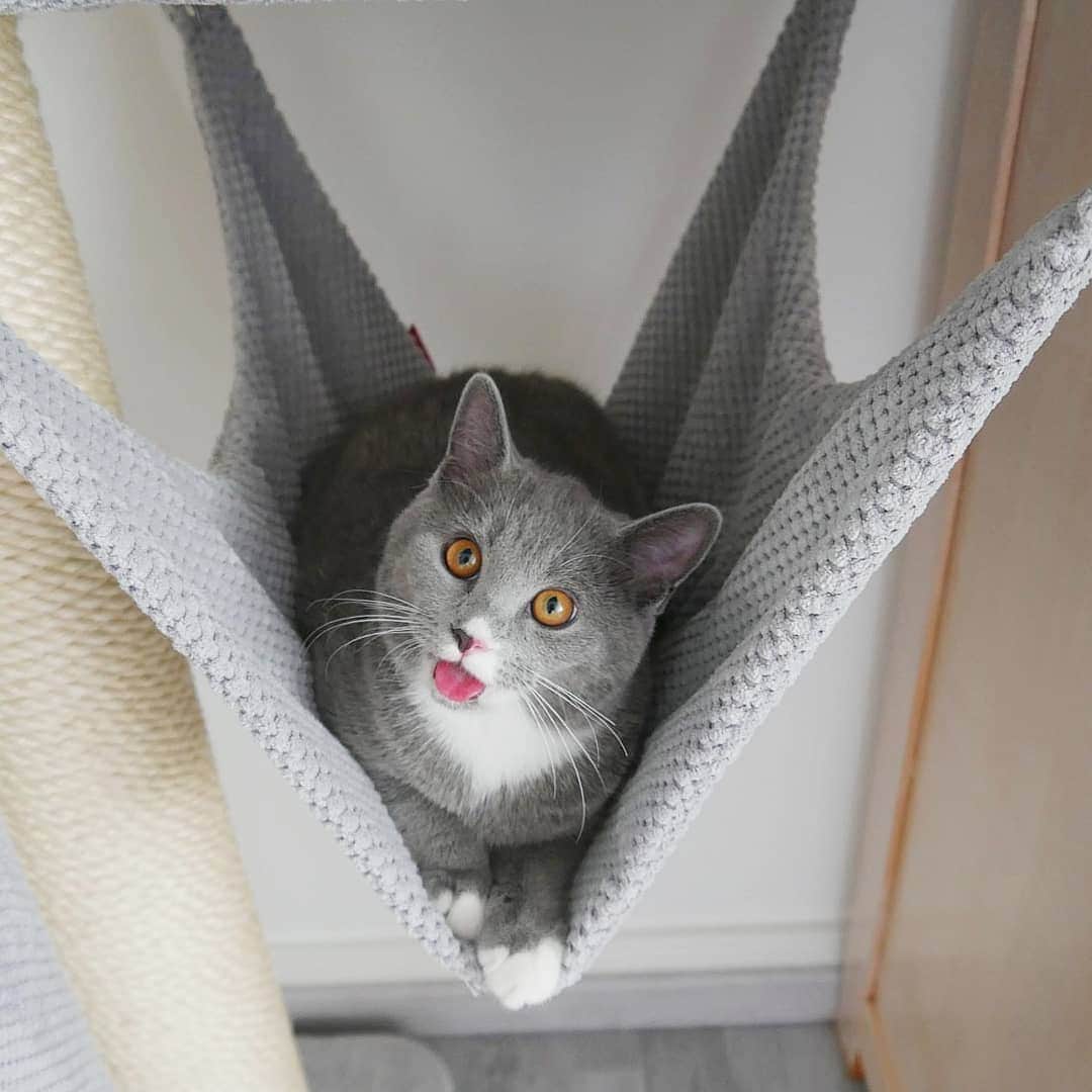 CatStockerのインスタグラム：「Hello! #catstocker is here!  Follow our FURRriend @adventuresofbritish  Scroll right for more pictures 👉 . . . . . . #cat #neko #mačka #chat #kočka #котка #kotek #kot #кіт #mače #кошка #кот #katze #gato #gatto #kissa #子猫 #猫 #고양이 #貓 #kedi #köttur #kissanpentu #חתול #кішка #kittens #小猫 #kätzchen #котята」