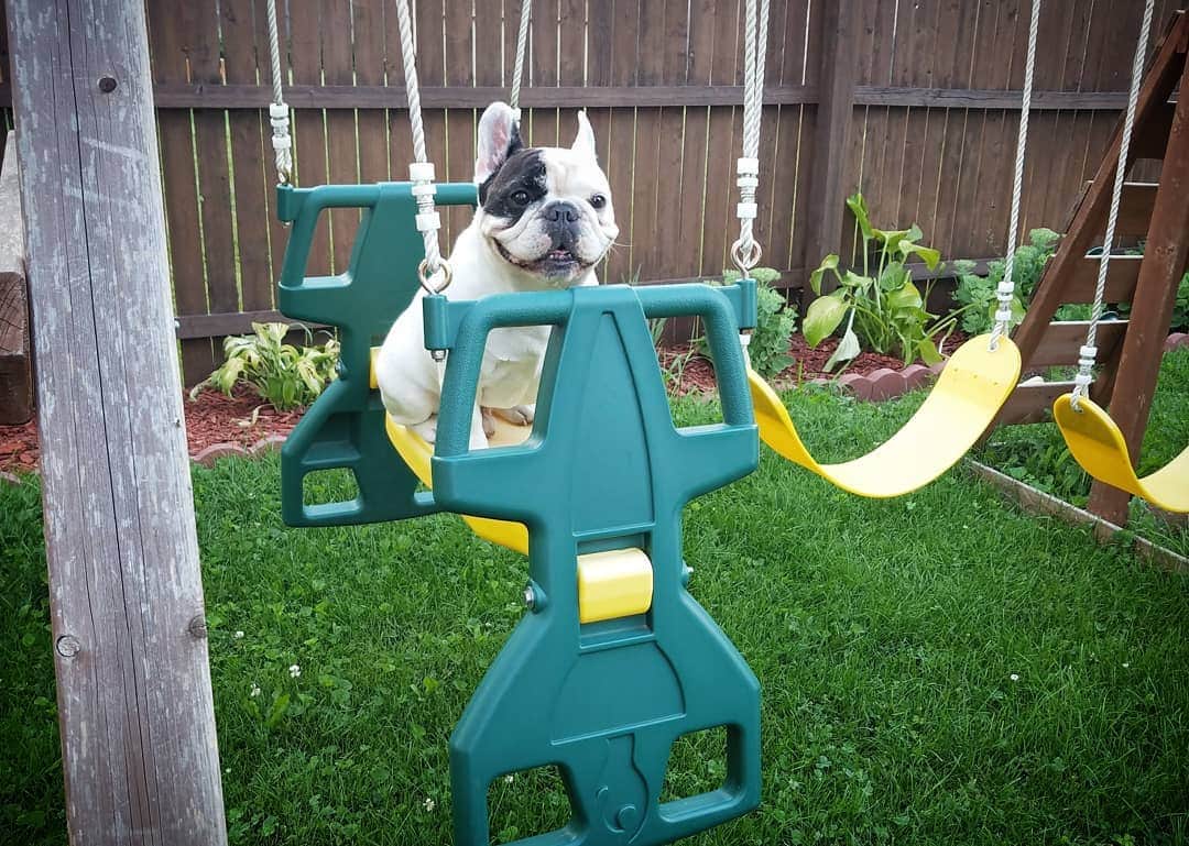 Manny The Frenchieのインスタグラム：「Hey girl, I saved you a swing next to me. 😉 #tbt」