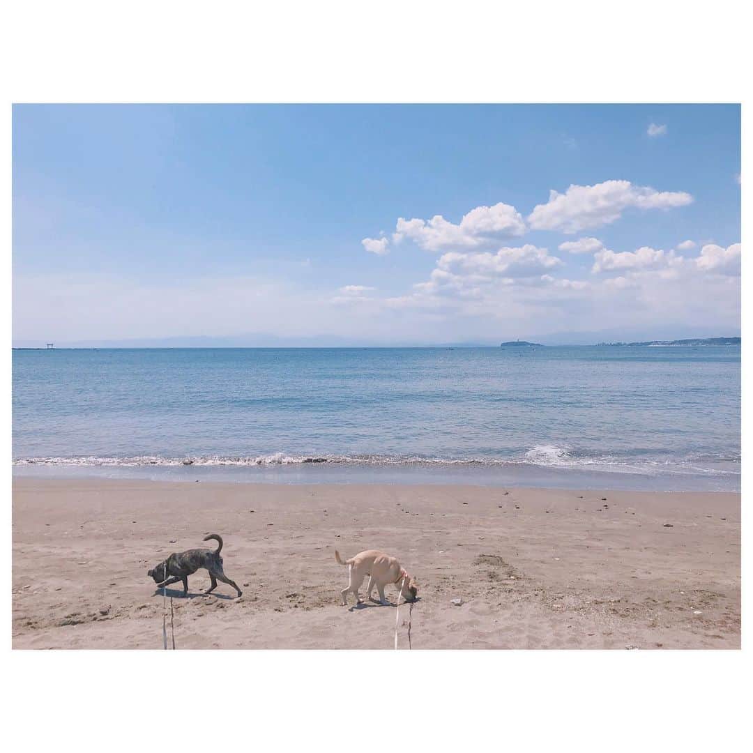 のインスタグラム：「gm☻ 昨日は日中ぽっかり空き時間できたので我が子たちを海へ連れてきました。 天気も良く、空いていて、気持ちよかったー。 が、我が子たちは砂浜を走り回るではなく。 ひたすら食べられそうな物を探す😑 近所の公園の砂場と同じ動き😂 母のランチも隙あらば狙うw 海より食い気です。 楽しんだかどうか謎だけど、とんぼ返りとはいえ一緒に行けて良かった😚 #pug #frepug #frenchbulldog #ilovemydog #ilovesea #ぽにトト」