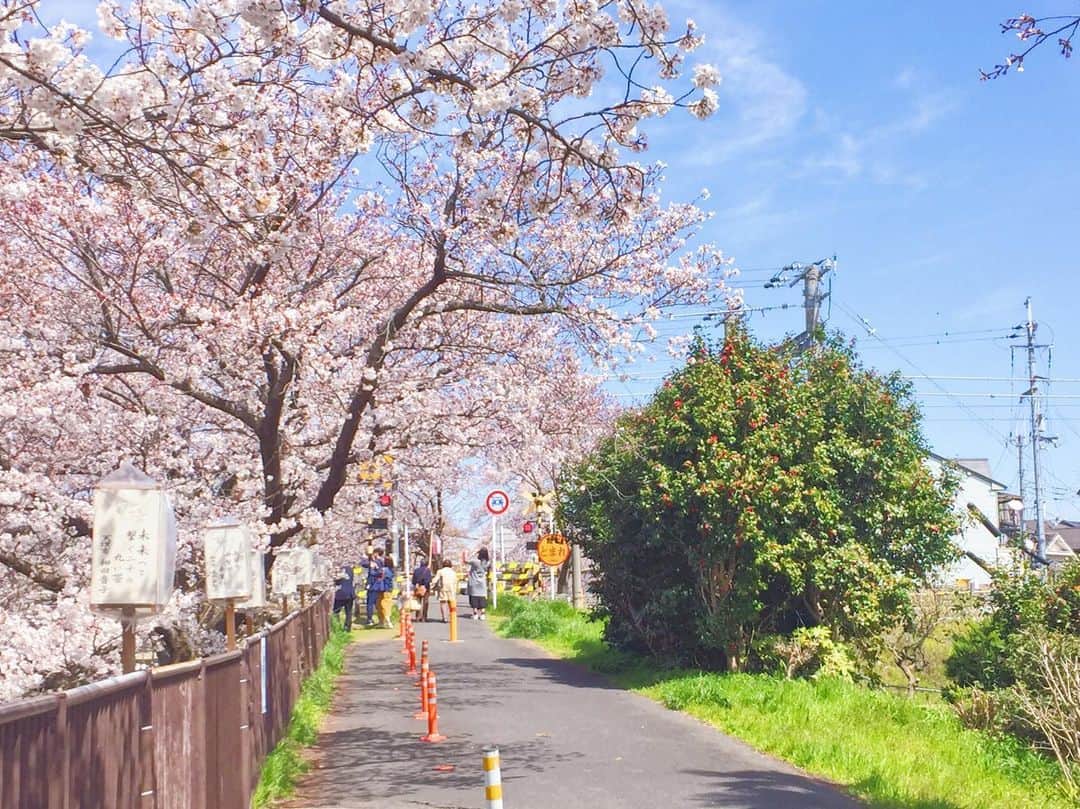 石川琴允さんのインスタグラム写真 - (石川琴允Instagram)「:📷🌸 : : 今年は素敵な桜の 写真を沢山撮ったのに まだ整理できていないな : : と思っていたら 春が終わりそう...🙊👒 : : : #もう夏日和  #季節外れの  #桜 #cherryblossom」5月17日 7時44分 - kotopon09