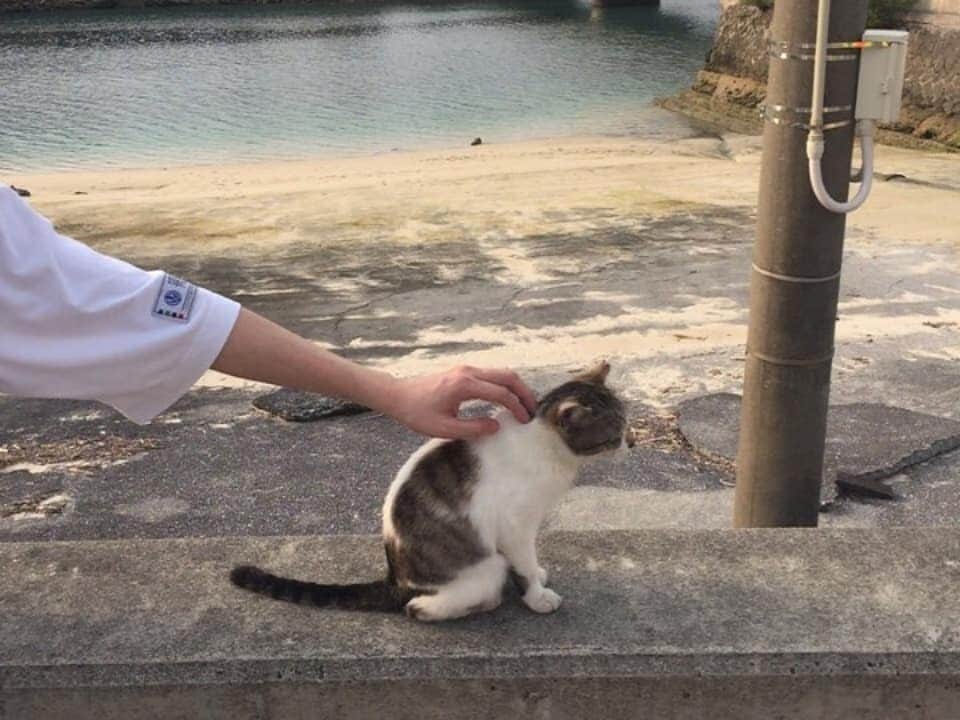 ホ・ジョンミンのインスタグラム：「내 몸에서 #고양이 냄새 나냥? #냐옹」