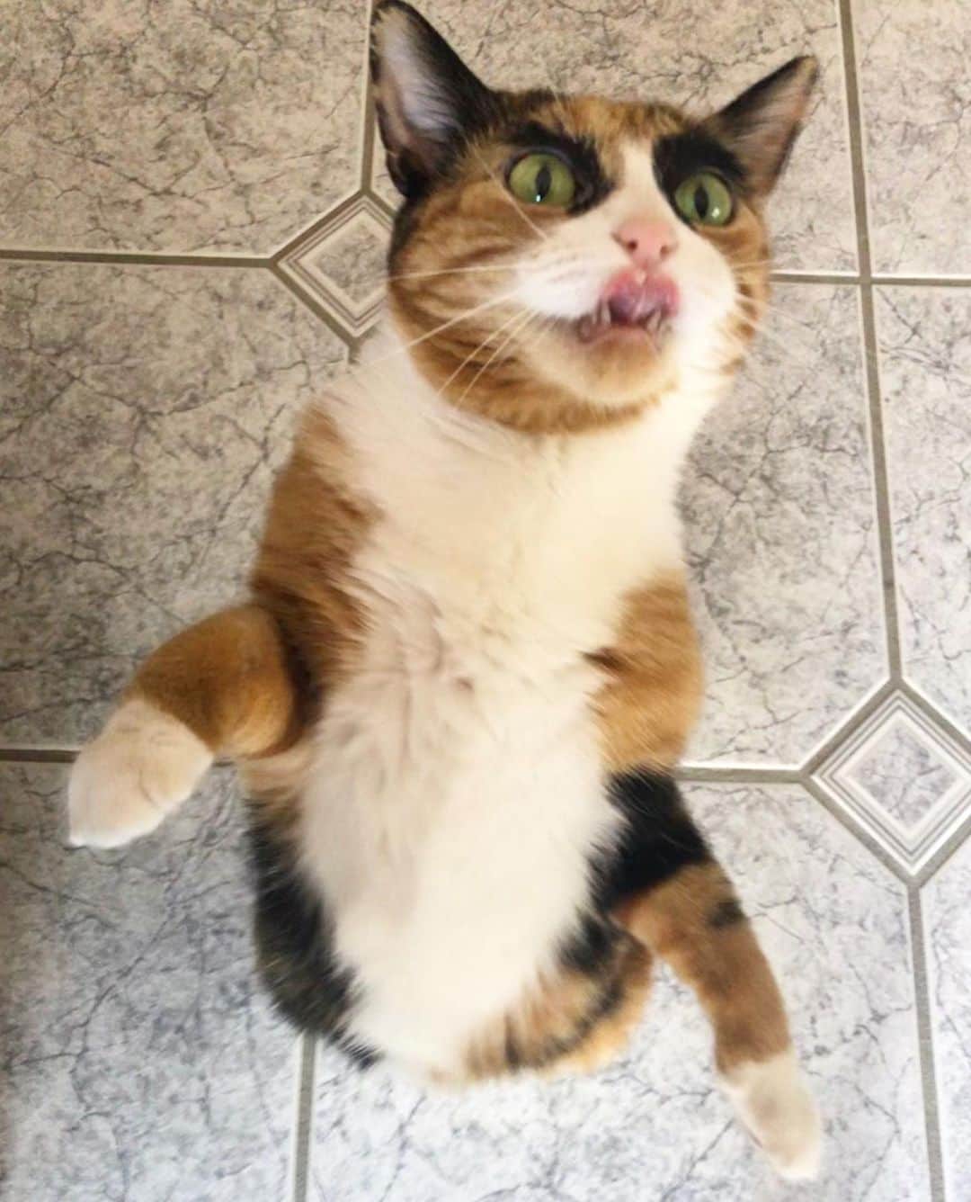 リリーのインスタグラム：「Having a dance party because it’s almost the weekend 😸🎉」