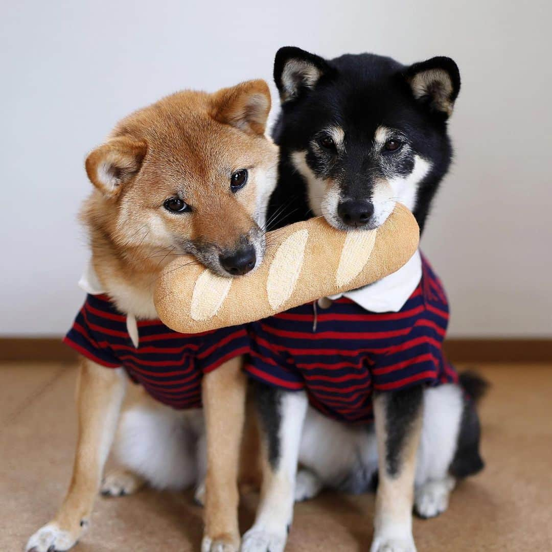 黒柴みくさんのインスタグラム写真 - (黒柴みくInstagram)「🥖 ✧︎ 朝はパン🥖パンパパン♫ みくりな特製フランスパン🇫🇷 焼けたよ〜🐻🦊♫ ✧︎ ✧︎ ✧︎ #共同作業 #みくパク #りなパク ✧︎ ✧︎ ✧︎ #黒柴みく 👧🏻6歳 #柴犬りな 👧9ヶ月 2019.5.17㊎」5月17日 8時43分 - 9648miku