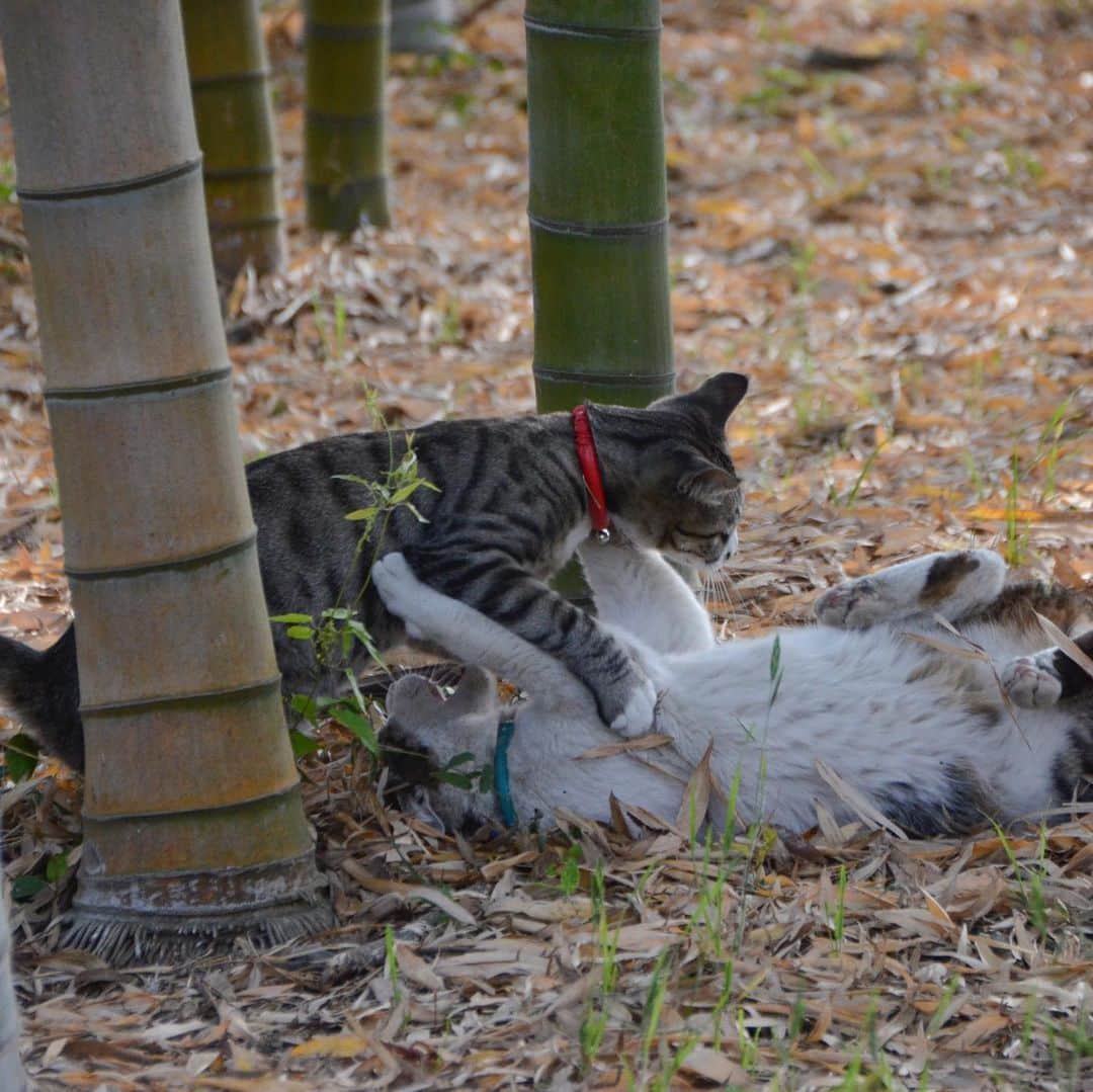 やふさんのインスタグラム写真 - (やふInstagram)「京太「やんのか？お？ぼく強えぞ？お？」→痛たたたたたー！ . #cat #neko #catlovers #catsofinstagram #catstagram #instacat #猫 #ねこ #ネコ #保護猫 #京太 #新吉」5月17日 8時54分 - kyafy