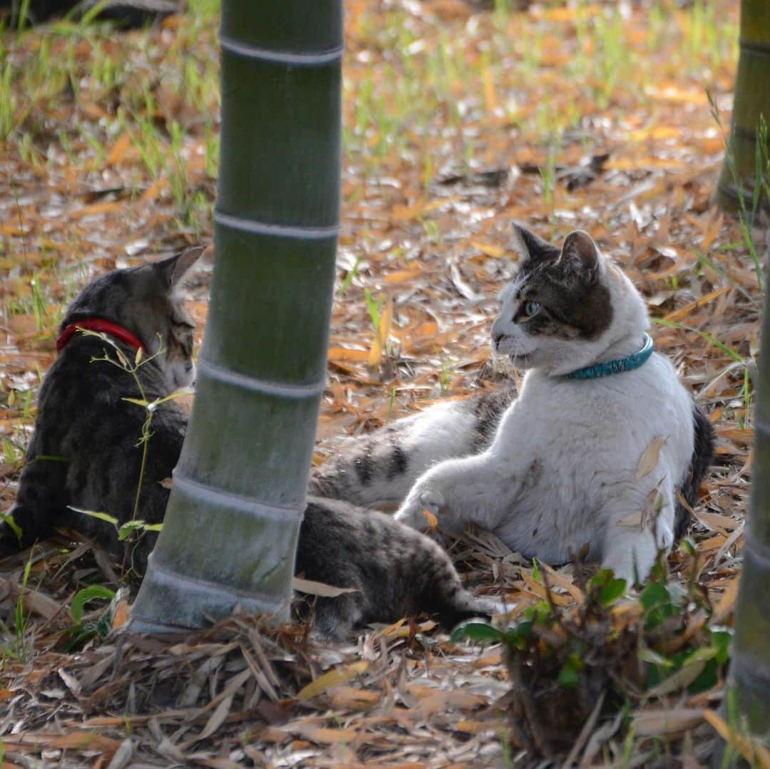 やふさんのインスタグラム写真 - (やふInstagram)「京太「やんのか？お？ぼく強えぞ？お？」→痛たたたたたー！ . #cat #neko #catlovers #catsofinstagram #catstagram #instacat #猫 #ねこ #ネコ #保護猫 #京太 #新吉」5月17日 8時54分 - kyafy