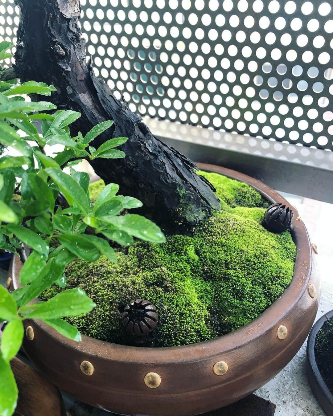 金成公信さんのインスタグラム写真 - (金成公信Instagram)「ガジュマル盆栽。ガジュマルは生命力とんでもなく強いので初心者におすすめです。そして五葉松の鉢の苔の発色がたまらん。#ガジュマル #gajumaru #indianlaurel #ficusmicrocarpa #ficusretusa #banyantree #盆栽 #bonsai #bonsaijapan #japanesebonsai #wabisabi #bonsailovers #bonsailife #bonsaitree #bonsaiart #bonsaigram #bonsaiworld #plants #tree #moss」5月17日 8時56分 - bonsai_chiba