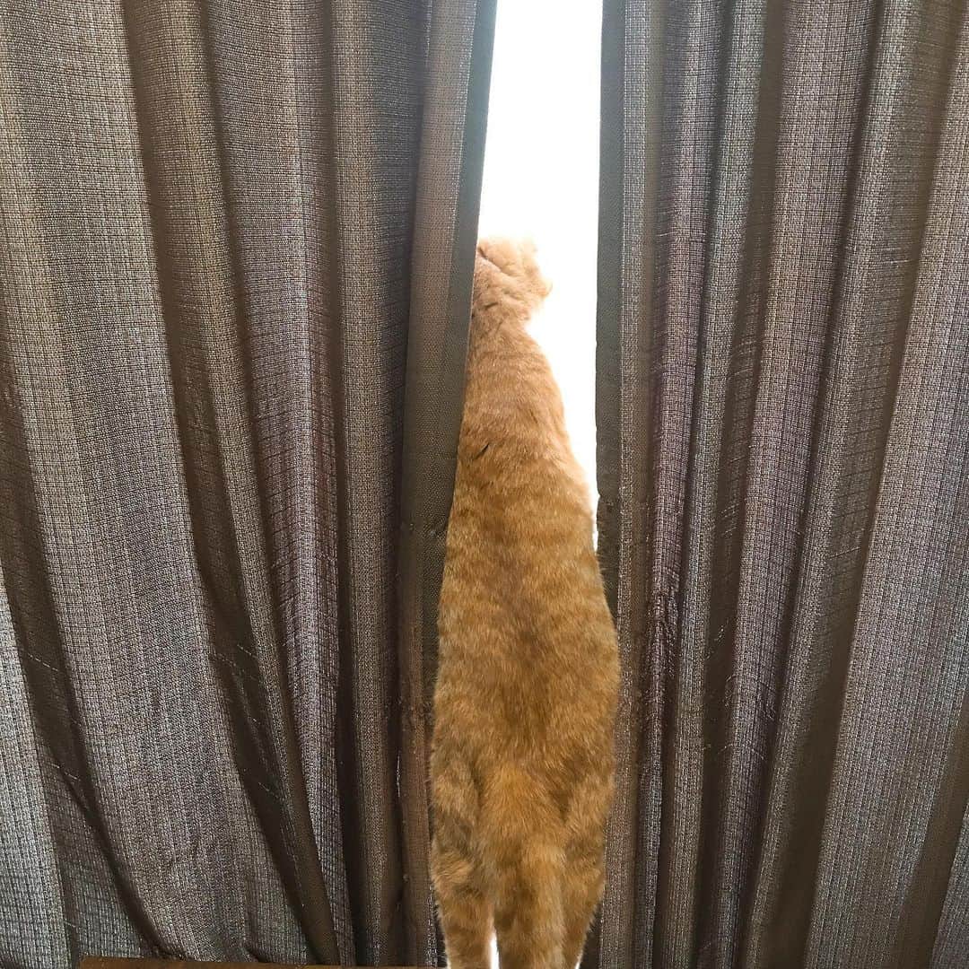金巻ともこさんのインスタグラム写真 - (金巻ともこInstagram)「カーテンの隙間から外をうかがうチャイ #kurohakuchai #tabby #orangetabby #cat #猫 #茶トラ」5月17日 8時59分 - tomotomoco