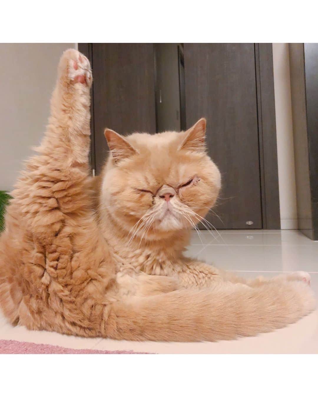 東なつ紀のインスタグラム：「まさおのセクシーL時開脚。 #足ピンッ  #猫 #多頭飼い #まさぶりあずグラム #エキゾチックショートヘア #ブリティッシュショートヘア #マンチカン  #Munchkin  #exoticshorthair #britishshorthair #マンチカン短足  #ねこ  #ネコ  #cat  #ネコ部  #短足  #顔ぺちゃ #猫好きさんと繋がりたい  #猫のいる暮らし  #短脚猫 #曼基康猫 #ねこ休み展 に出たい」