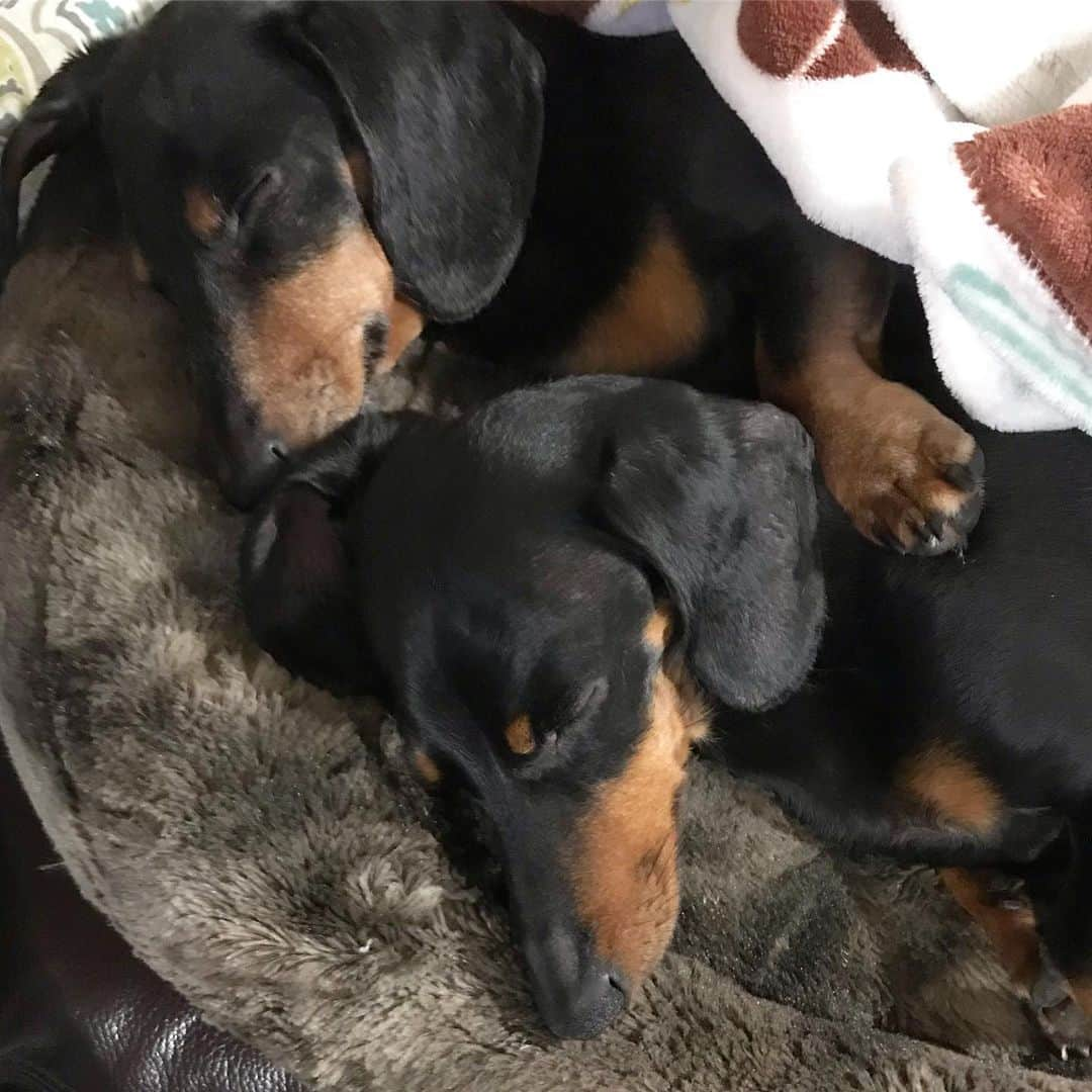 Crusoe the Celebrity Dachshundさんのインスタグラム写真 - (Crusoe the Celebrity DachshundInstagram)「“Is it weird for brothers to cudde?” ~ Crusoe」5月17日 9時05分 - crusoe_dachshund