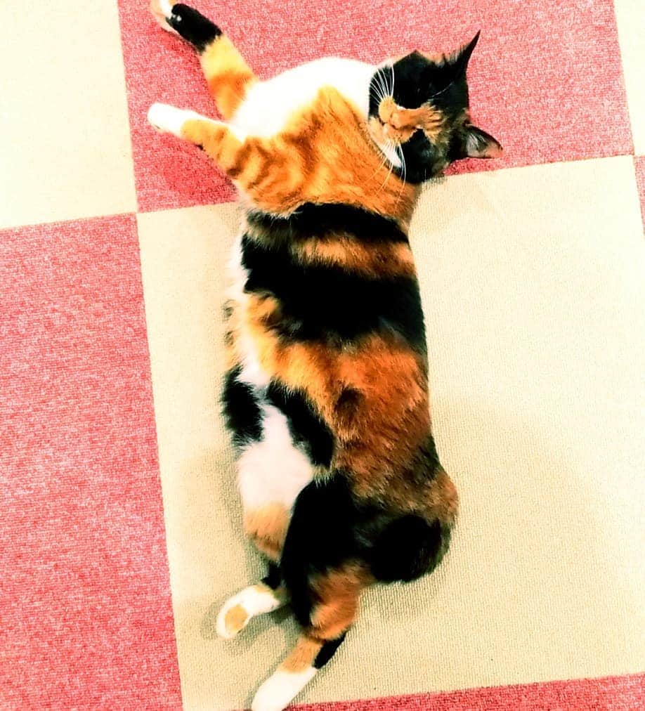 高口里純さんのインスタグラム写真 - (高口里純Instagram)「のびのび🐱ちょこさん  #猫#ねこすたぐらむ #にゃんすたぐらむ #三毛猫#のびのび  #cat#kitty#pet」5月17日 9時28分 - takaguchijay
