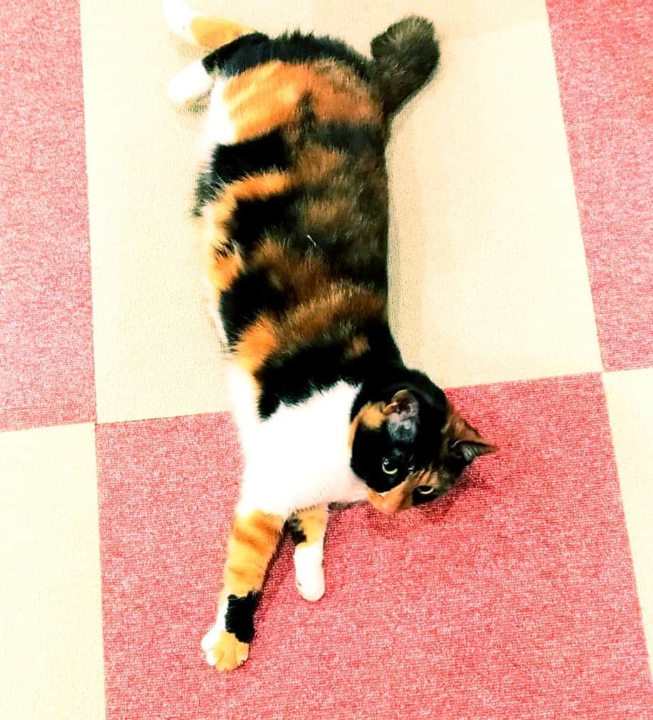 高口里純さんのインスタグラム写真 - (高口里純Instagram)「のびのび🐱ちょこさん  #猫#ねこすたぐらむ #にゃんすたぐらむ #三毛猫#のびのび  #cat#kitty#pet」5月17日 9時28分 - takaguchijay