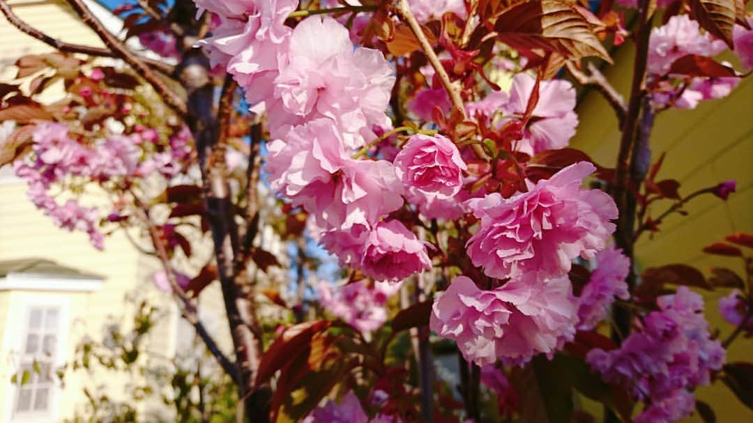 中島亜梨沙のインスタグラム：「北海道に帰省しておりました  こちらではまだ少し春の余韻  二度楽しめて幸せ🌸  #北海道 #桜 #1枚目は #家の庭の桜 です」