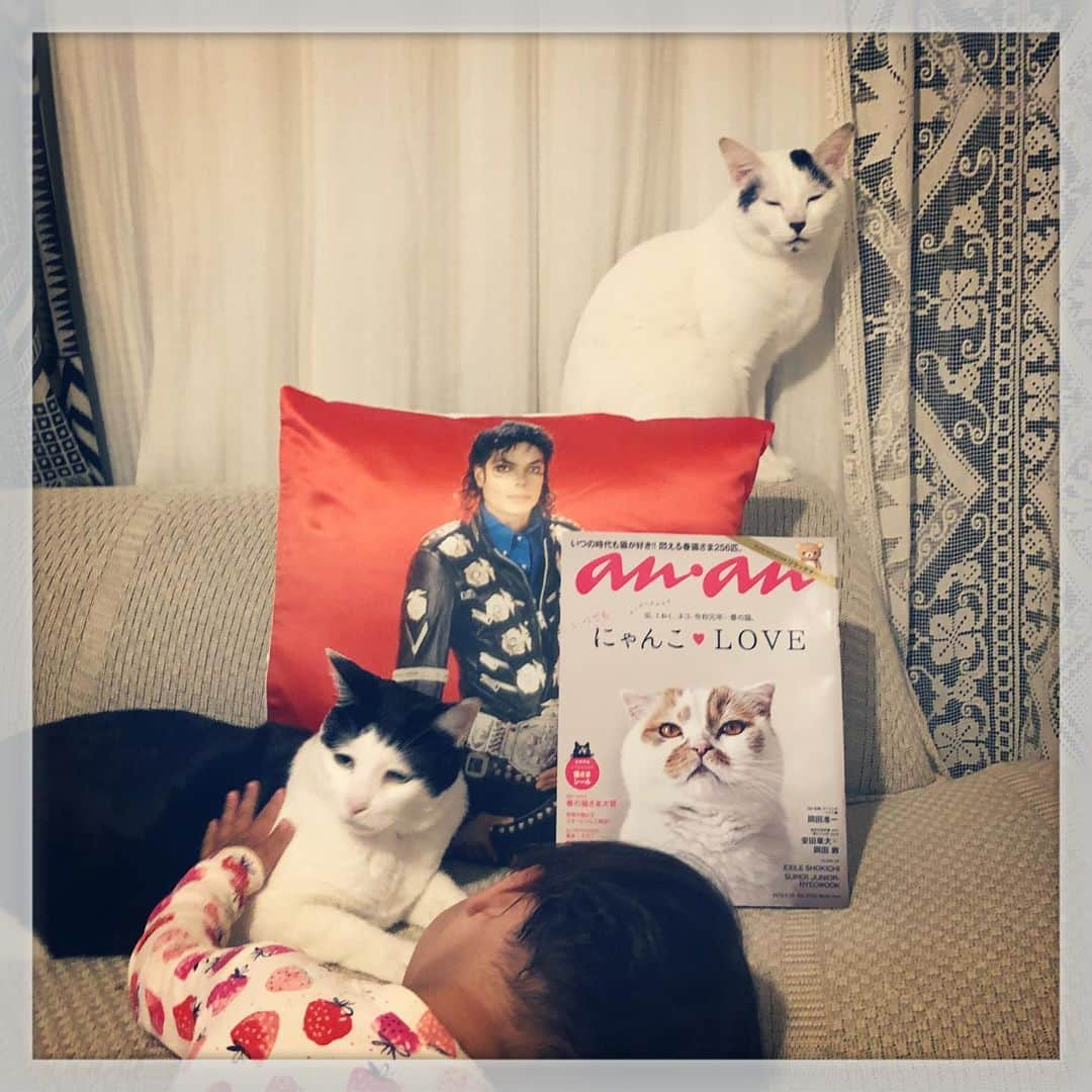 Akira Yamaguchiさんのインスタグラム写真 - (Akira YamaguchiInstagram)「最近バタバタしてて、猫のインスタをあげれておらず。先週号になってしまいましたがananの猫特集。飼主カバー等撮影と審査員させていただきました。パンガバもこっそりどこかに隠れています。あと、娘が散髪したのとマイケルさんのクッションカバーを買いました。写真は、それらを一枚で表現してみました。撮影させて頂いた猫さん達、応募して頂いた猫さん達、ありがとうございました！ #パンチョとガバチョ #anan #マイケルジャクソン」5月17日 20時37分 - pancho0002