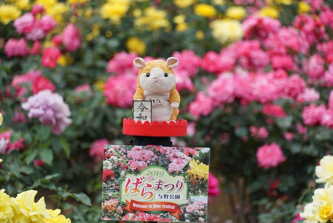 みかんさんのインスタグラム写真 - (みかんInstagram)「. こんな可愛い子がいました💕 . #与野公園  #バラ  #rose  #mikanmamahana」5月17日 20時31分 - aja.ri