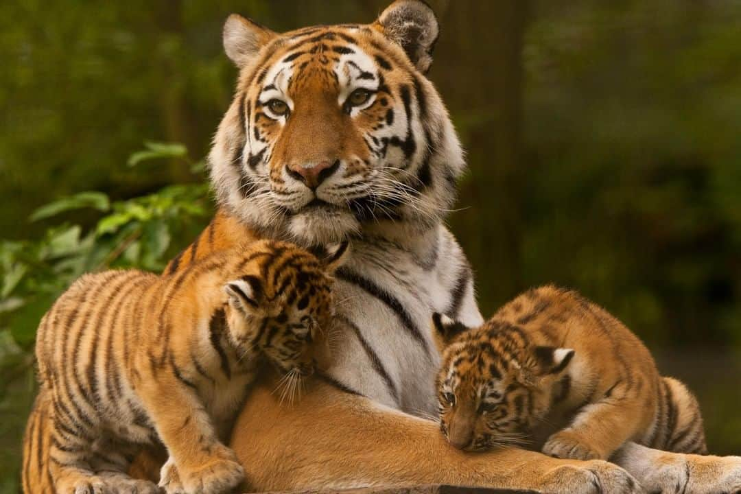 Discoveryさんのインスタグラム写真 - (DiscoveryInstagram)「The wild tiger population has decreased by almost 96% — from around 100,000 tigers a century ago, approximately 3,900 tigers remain in the wild today. More tigers live in captivity than in the wild and they need our help. . . Discovery and @world_wildlife are supporting a global effort to double the number of tigers in the wild by 2022. . . Help save the tigers now. Text TIGER to 707070 to donate to Discovery’s #ProjectCAT and learn more at projectcat.discovery.com. . . . #ProjectCAT #EndangeredSpeciesDay #POTD #photooftheday #picoftheday #photography #nature #naturephotography #wildlifephotography #Tigerland #bigcats #tigers」5月17日 20時34分 - discovery