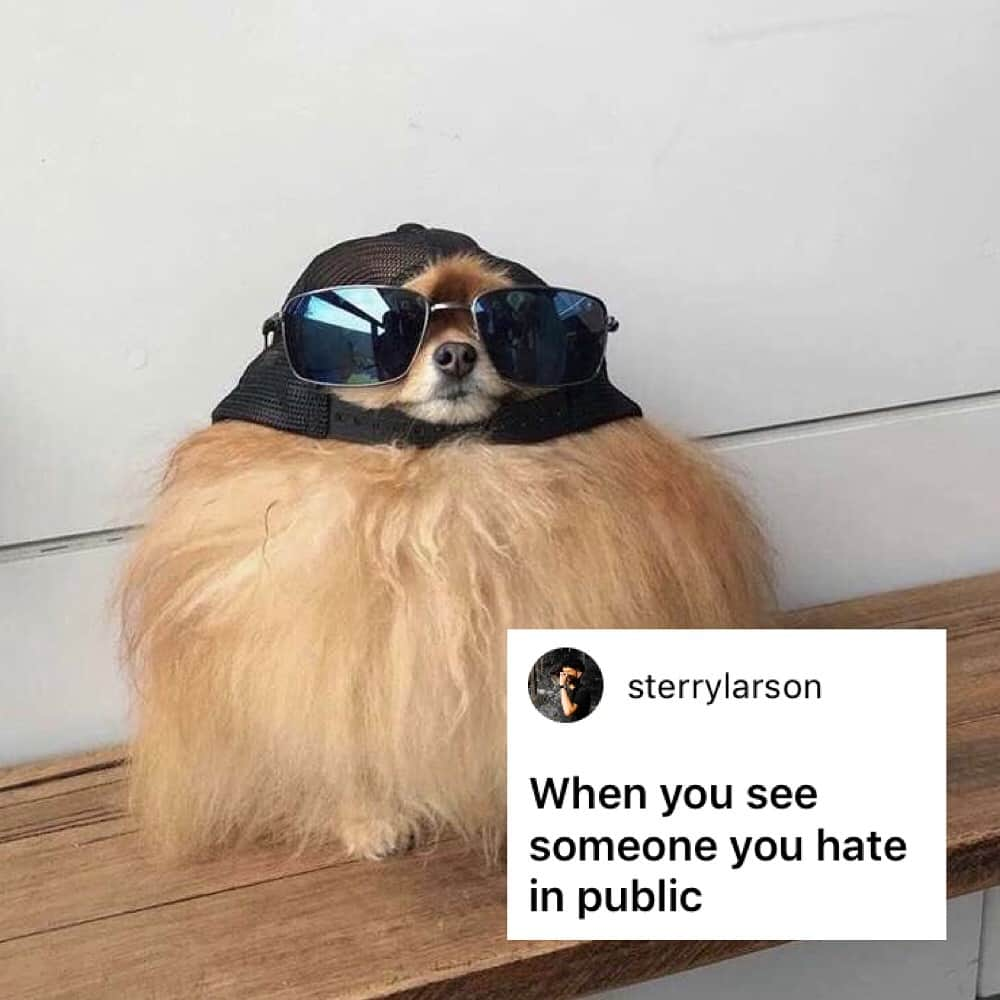 9GAGさんのインスタグラム写真 - (9GAGInstagram)「Cool boi in da house. - How would you meme this? Leave a comment below. Stay tuned to our IG story so you won’t miss the next “Meme This”! - 📷 @cece.pomeranian - #memethis #dog #9gag」5月17日 19時04分 - 9gag