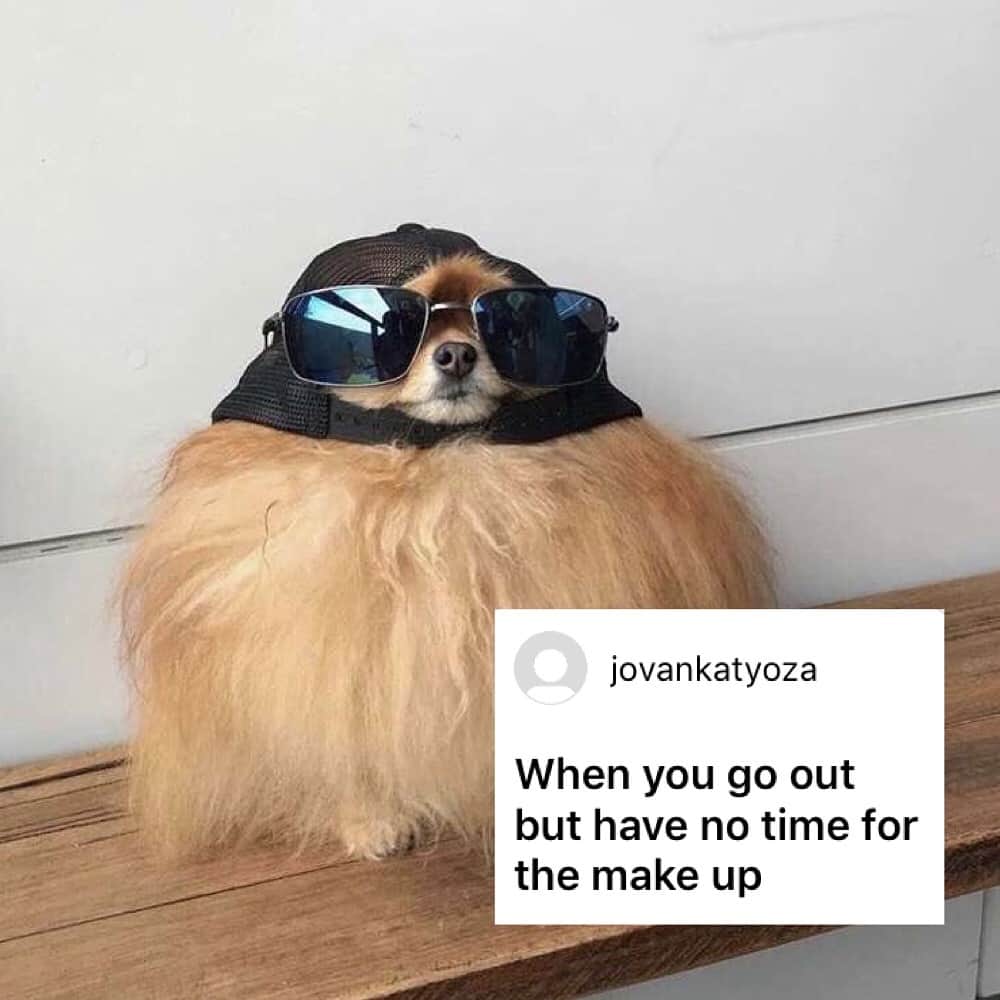 9GAGさんのインスタグラム写真 - (9GAGInstagram)「Cool boi in da house. - How would you meme this? Leave a comment below. Stay tuned to our IG story so you won’t miss the next “Meme This”! - 📷 @cece.pomeranian - #memethis #dog #9gag」5月17日 19時04分 - 9gag