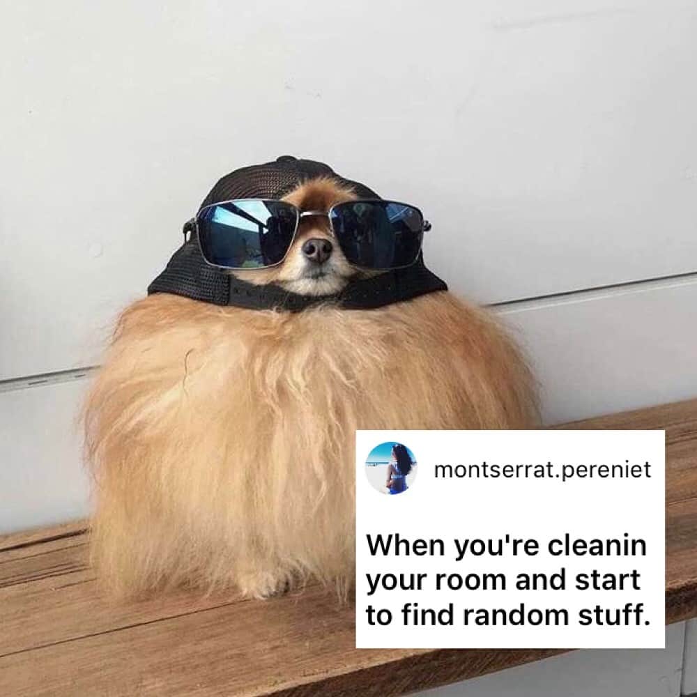 9GAGさんのインスタグラム写真 - (9GAGInstagram)「Cool boi in da house. - How would you meme this? Leave a comment below. Stay tuned to our IG story so you won’t miss the next “Meme This”! - 📷 @cece.pomeranian - #memethis #dog #9gag」5月17日 19時04分 - 9gag