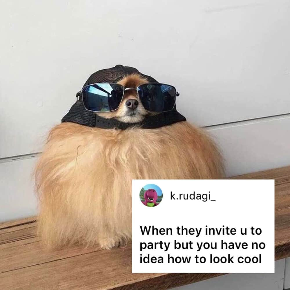 9GAGさんのインスタグラム写真 - (9GAGInstagram)「Cool boi in da house. - How would you meme this? Leave a comment below. Stay tuned to our IG story so you won’t miss the next “Meme This”! - 📷 @cece.pomeranian - #memethis #dog #9gag」5月17日 19時04分 - 9gag