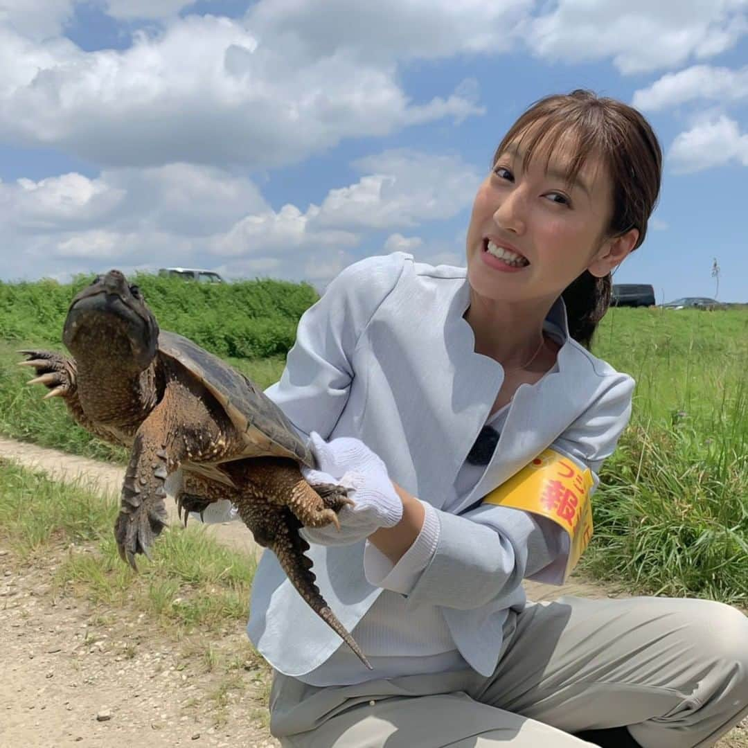 フジテレビ「プライムニュース イブニング」さんのインスタグラム写真 - (フジテレビ「プライムニュース イブニング」Instagram)「千葉県印旛沼の特定外来生物 #カミツキガメ 捕獲大作戦 。⠀ カメハンターの方に密着取材しました！⠀ すごい迫力でした！！ ⠀ ⠀ #ライブニュースイット ⠀ #小澤陽子 @yoko.ozawa729」5月17日 19時15分 - livenews_it