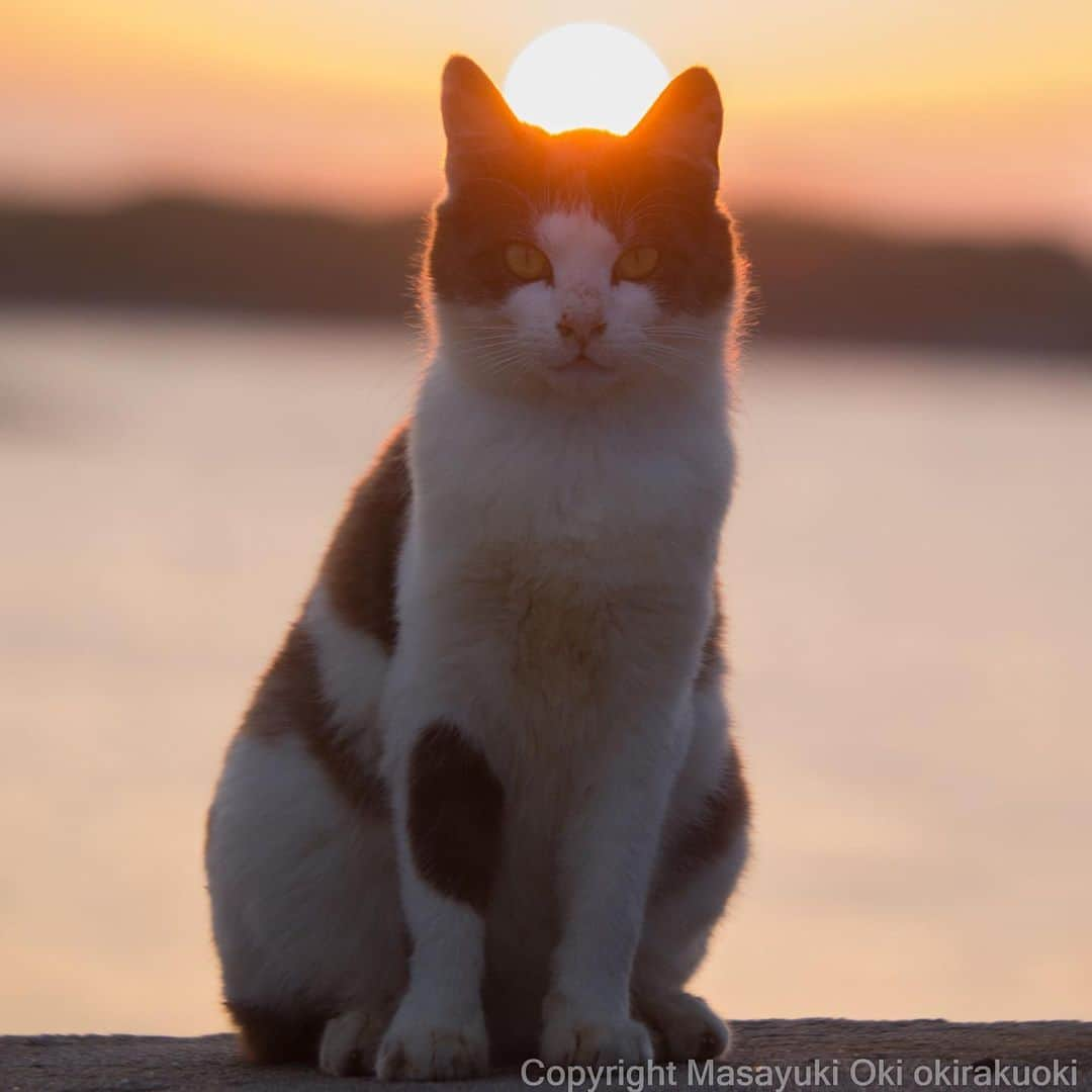 Masayukiさんのインスタグラム写真 - (MasayukiInstagram)「💡✨ #cat #ねこ #ロケたのしかった」5月17日 19時15分 - okirakuoki