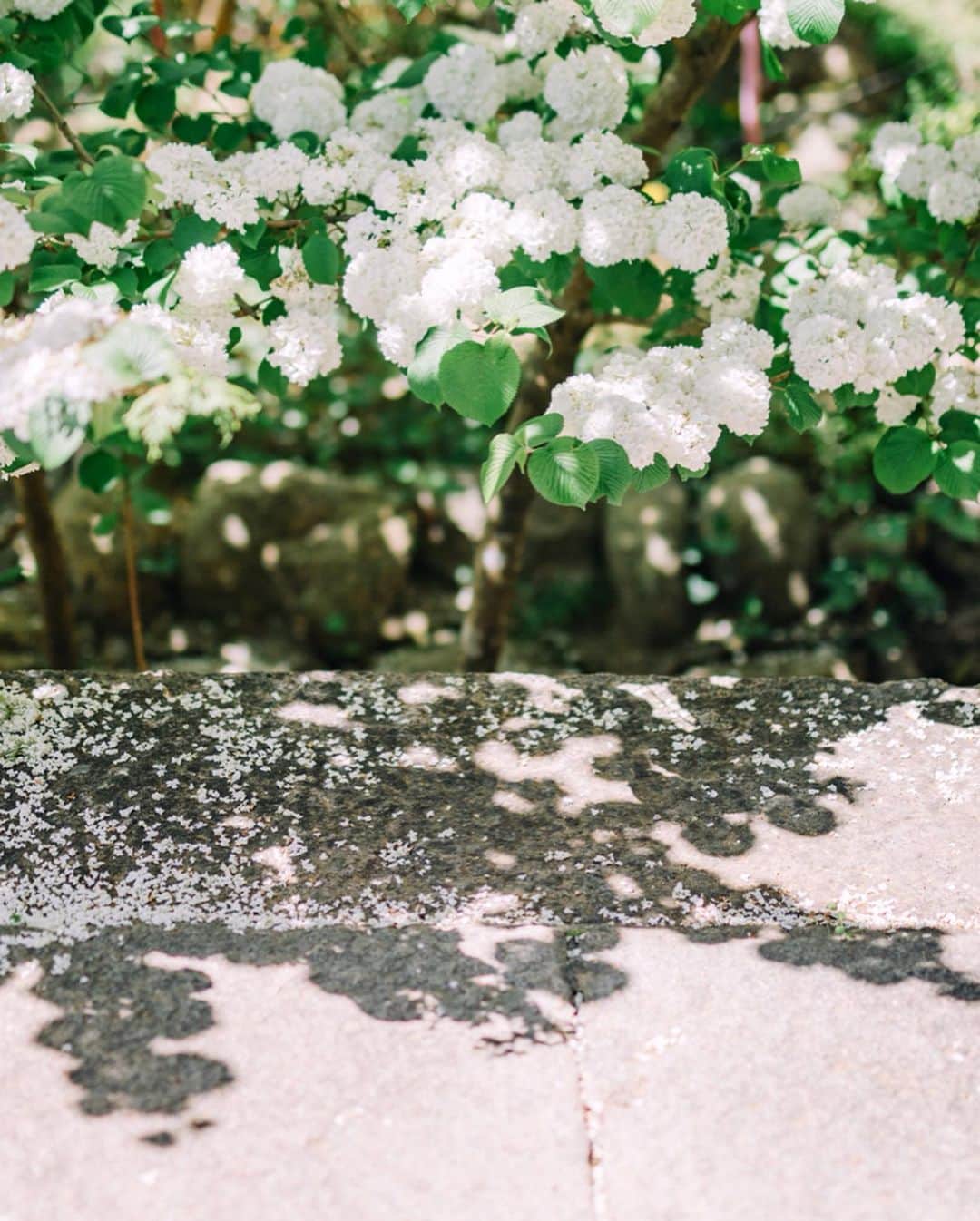 fuka_09さんのインスタグラム写真 - (fuka_09Instagram)「﻿ #奈良 #長谷寺﻿ ﻿ 新緑に包まれる長谷寺は﻿ 深く深く呼吸したくなる場所﻿ ﻿ ﻿ #わたしは奈良派﻿ ﻿」5月17日 19時20分 - fuka_09