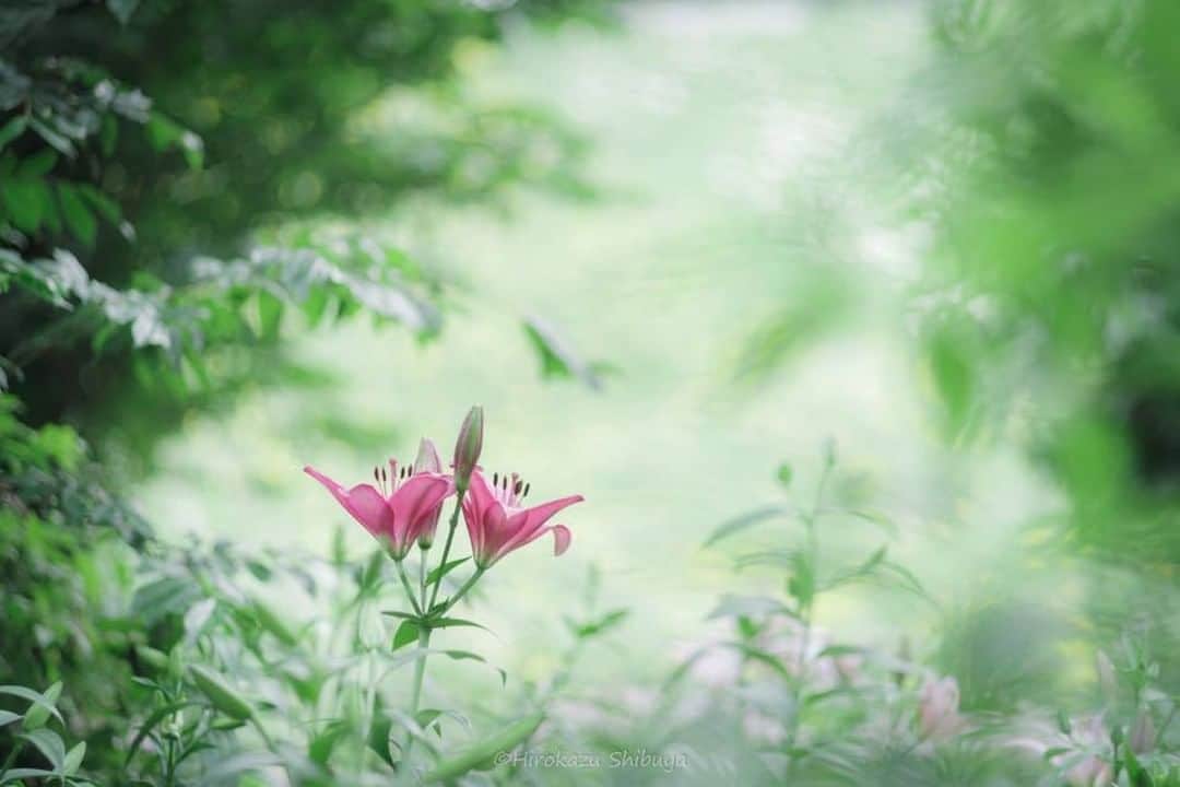 花の写真館のインスタグラム：「Photo by Hirokazu Shibuya.⠀ https://www.facebook.com/hirokazu.shibuya⠀ .⠀ Original Post[投稿頂いたURL]⠀ https://www.facebook.com/photo.php?fbid=2224875484197240⠀ .⠀ 本アカウントは、 #私の花の写真 をつけてInstagramに投稿された皆さまの花の写真や、「花の写真館」Facebookページで投稿された花の写真を紹介します。⠀ 「花の写真館」Facebookページは、「 @floral.photograph 」のプロフィールにあるURLからご覧ください。⠀ .⠀ #花の写真館 #floralphotograph #floralphoto #flower #flowers #富士フイルム #FUJIFILM⠀ Follow: @floral.photograph」