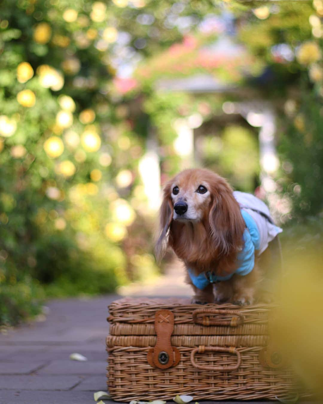 ?モデル?大地?さんのインスタグラム写真 - (?モデル?大地?Instagram)「♪🐾2019*5*17🐾 . 港の見える丘公園の🌹バラが素敵過ぎて 今年も楽しみにしていました🎶😆😆😆 . . @riku.haru.karin  昨日もizumiさんが ✨素敵な📷写真を沢山撮ってくれたので . 今日は、izumiさん写真セレクションで🎶😆😆😆 . . いつも本当にありがと〜🎶😆😆😆 . . 📷Photo by izumiさん @riku.haru.karin . . 🐾🐾🐾🐾🐾🐾🐾🐾🐾🐾🐾🐾🐾🐾 . #大地#大好き#だいすき #いつも一緒#ずっと一緒 #大地なしでは生きて行けませんw #いぬ#犬#わんこ#ワンコ . #愛犬 #犬バカ部#いぬら部#いぬすたぐらむ #犬のいる暮らし #pecoいぬ部#わんこのunco #港の見える丘公園#バラ#薔薇#最高 . #横浜#yokohama#神奈川 #散歩 #お散歩 #ミニチュアダックスフンド#ミニチュアダックス #ダックスフンド#ダックス」5月17日 19時40分 - sachi_daichi