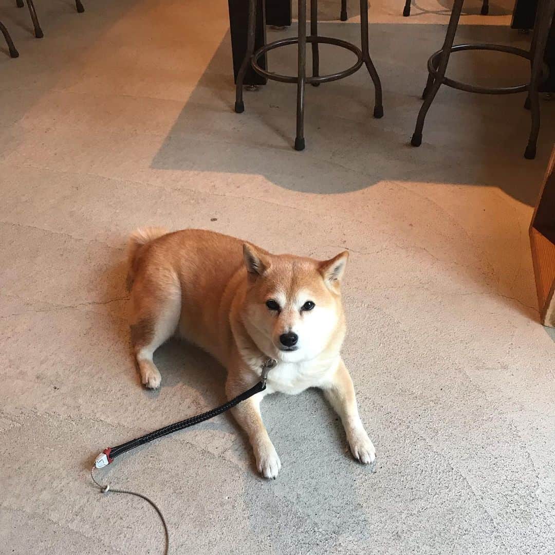 マル子のインスタグラム：「今日はお散歩の帰りにオサレなカフェに寄ったんだ☕️ #マル子 #柴犬 #shiba #sunshinepluscloud」