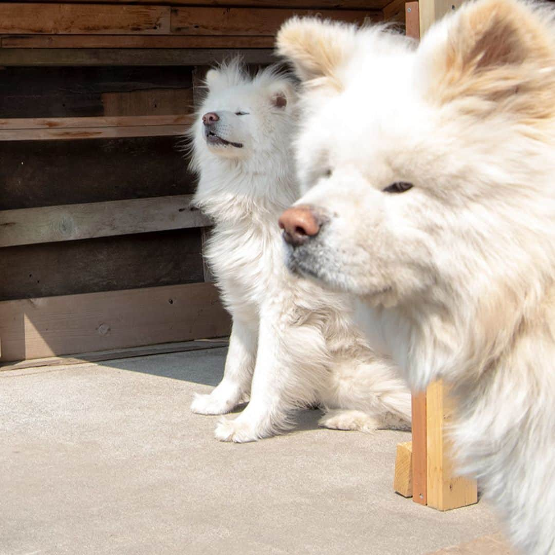 わさおさんのインスタグラム写真 - (わさおInstagram)「#wasao and #chome #わさお と #ちょめ  #busakawa #longhair #longcoat #akitainu #dog #ぶさかわ #長毛 #秋田犬」5月17日 19時50分 - wasao_official