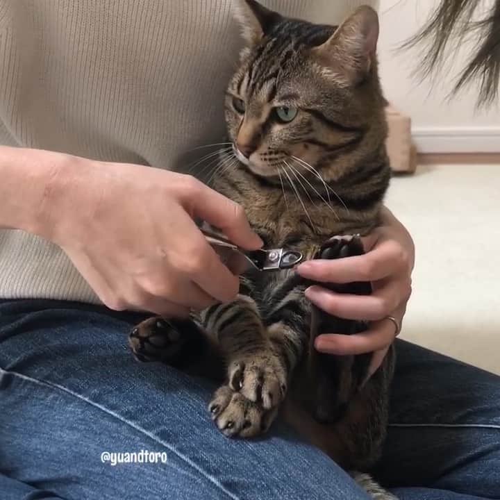 のインスタグラム：「. I have to trim your nails ! Toro🐱 . #nailtrim #爪切り #珍しく平日の朝にカット #なぜなら飛び乗られたら出血したから #油断した〜 #こまめに爪切らなきゃ #ゆうとろ綺麗綺麗シリーズ . ※爪切りを逆に持ってるのは『あえて』です」
