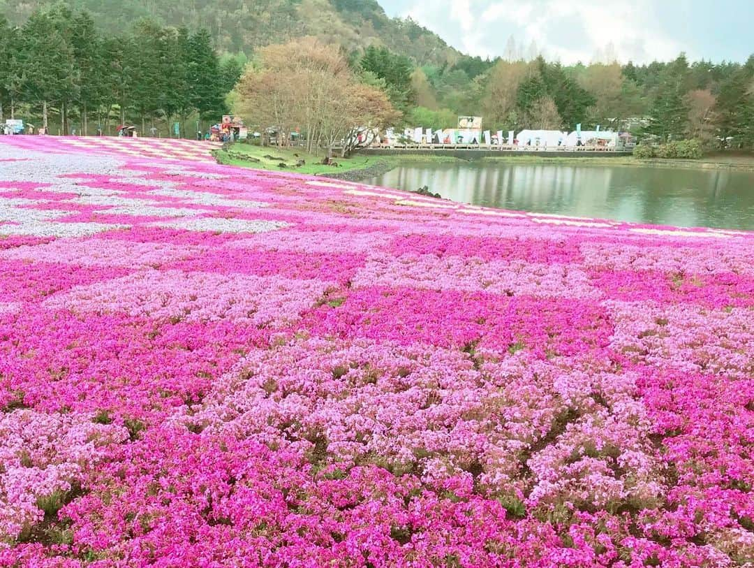 福田朱子さんのインスタグラム写真 - (福田朱子Instagram)「GW中は、特にこれといってしないのだけど、 . GW直後に、お母さんと芝桜を見に行ってきました🌸🌸 . あ、 #富士芝桜まつり は全身が覆える状態なら犬も入って⭕️ってことで、Bunnyも一緒に🐩❤️ . . お母さんが、芝桜と藤の花は、一生のうちに一回は見ておきたい！！ . と、前から言ってたの ₍ ..̮ ₎ ⁽ ˙˙̮ ⁾ . . 天気予報的にはばっちりではなかったのだけど、なんとかなるっしょ！！ . と。 . しかし、まず到着すると、 . 寒い、、、(꒦ິ⌑꒦ີ)❄️ . 二人とも春服全開だったから、 奇跡的に車にあったお父さんのダウンとジャケットを借りた！ 助かった！でもそれでも寒いくらいで、 . なんなら途中で雨降ってきたと思ったら、 雹が降ってきた！！！🌨❄️‼️ . Bunny抱えて、傘なくて、写真もバッチリ撮れてないけど、 行けてよかった ₍ ..̮ ₎ ⁽ ˙˙̮ ⁾❤️ . . #芝桜 #cherryblossom #pink #instagood #令和 #遅めのGW #まだ続くよ」5月17日 19時56分 - syuko29